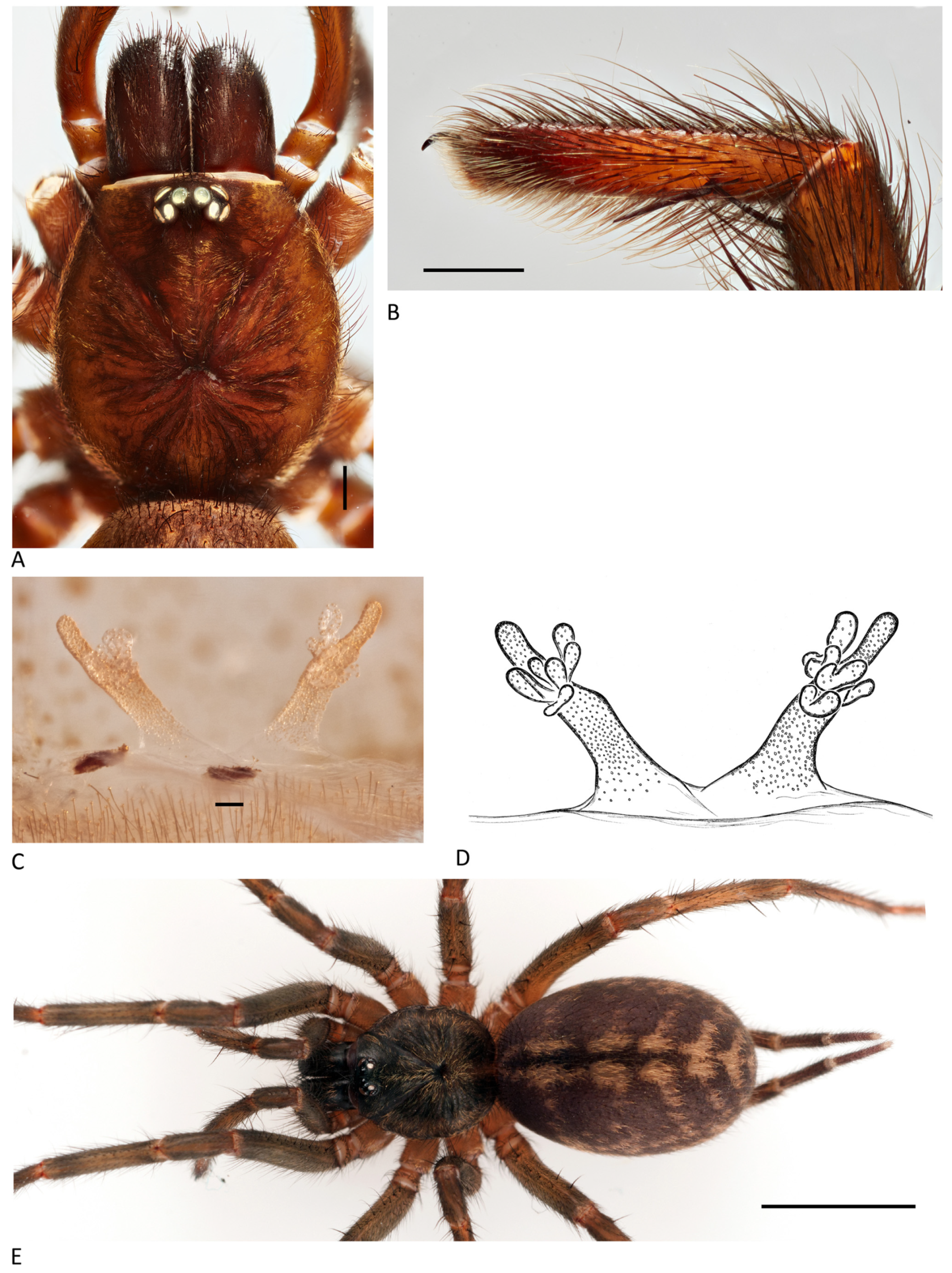 Arthropoda 01 00010 g210 550