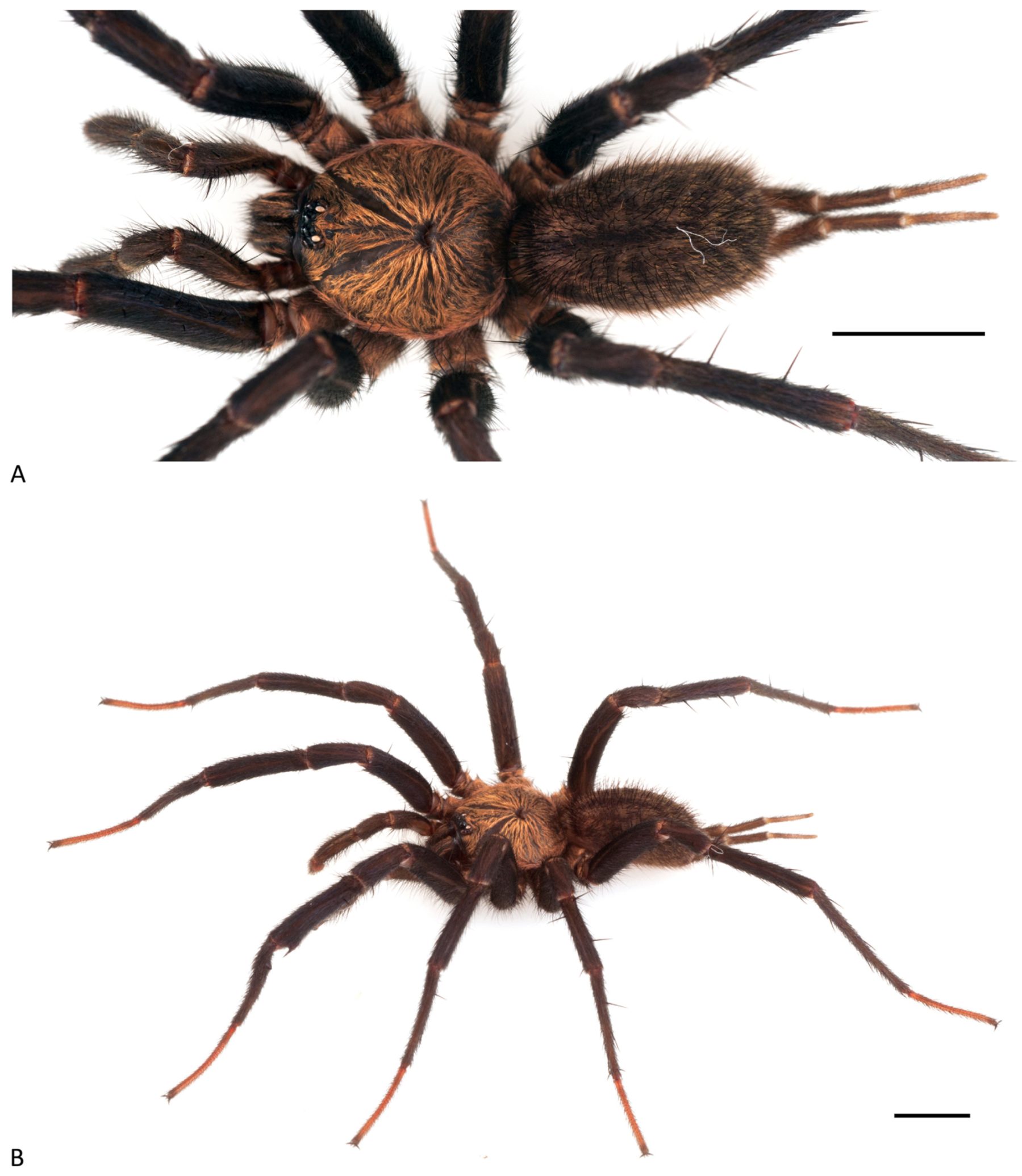 Arthropoda 01 00010 g211 550