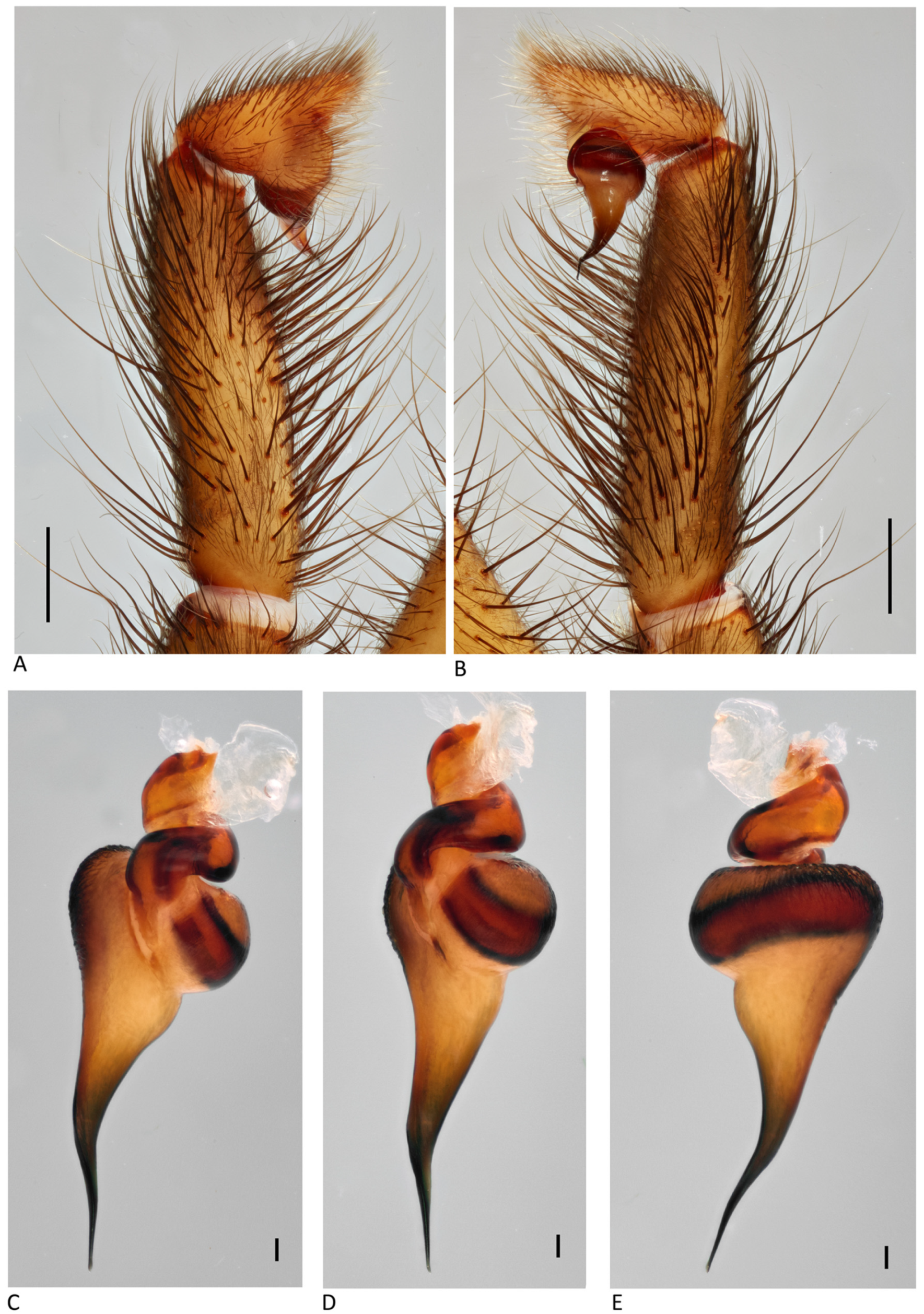 Arthropoda 01 00010 g213 550