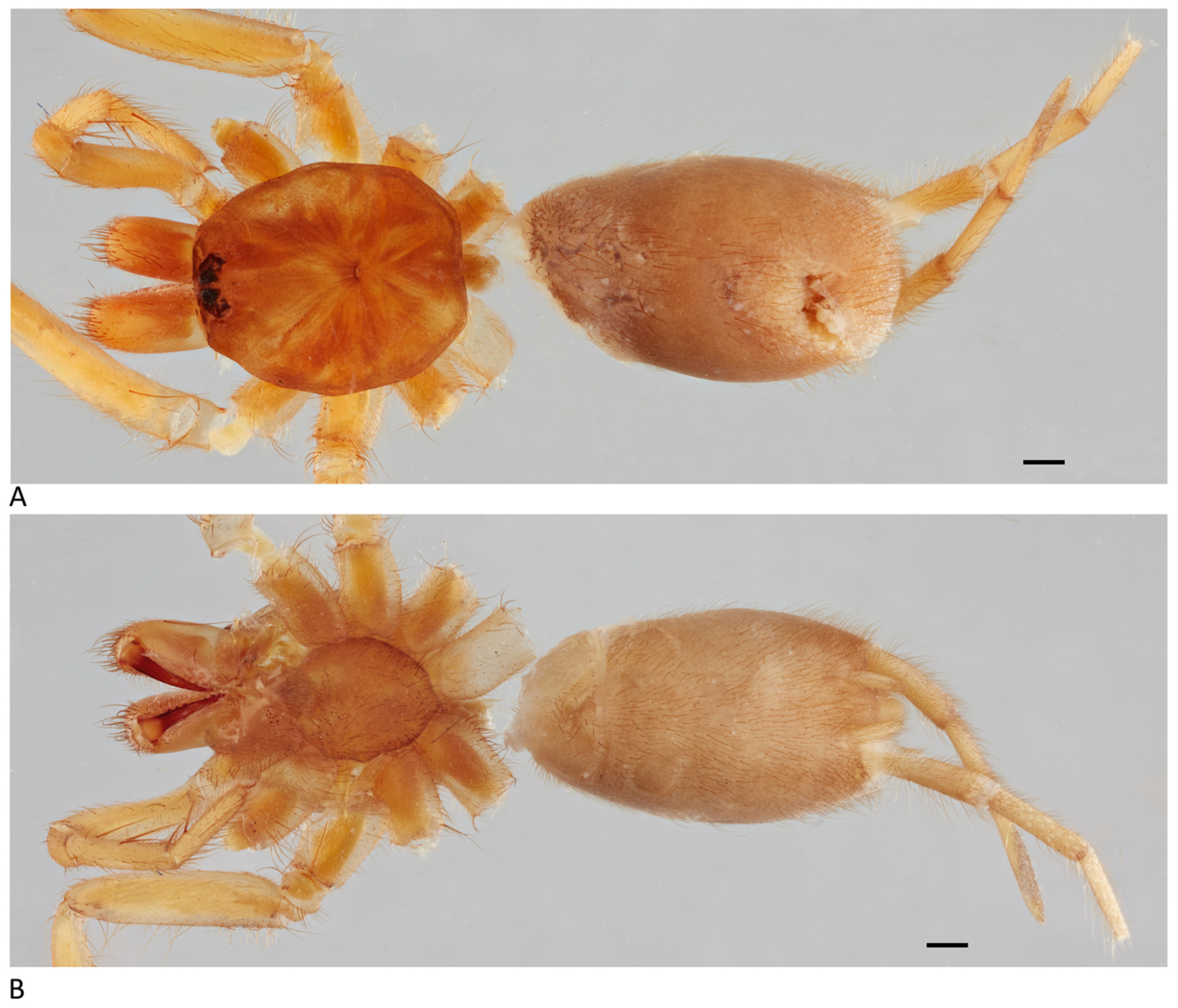 Arthropoda 01 00010 g214 550