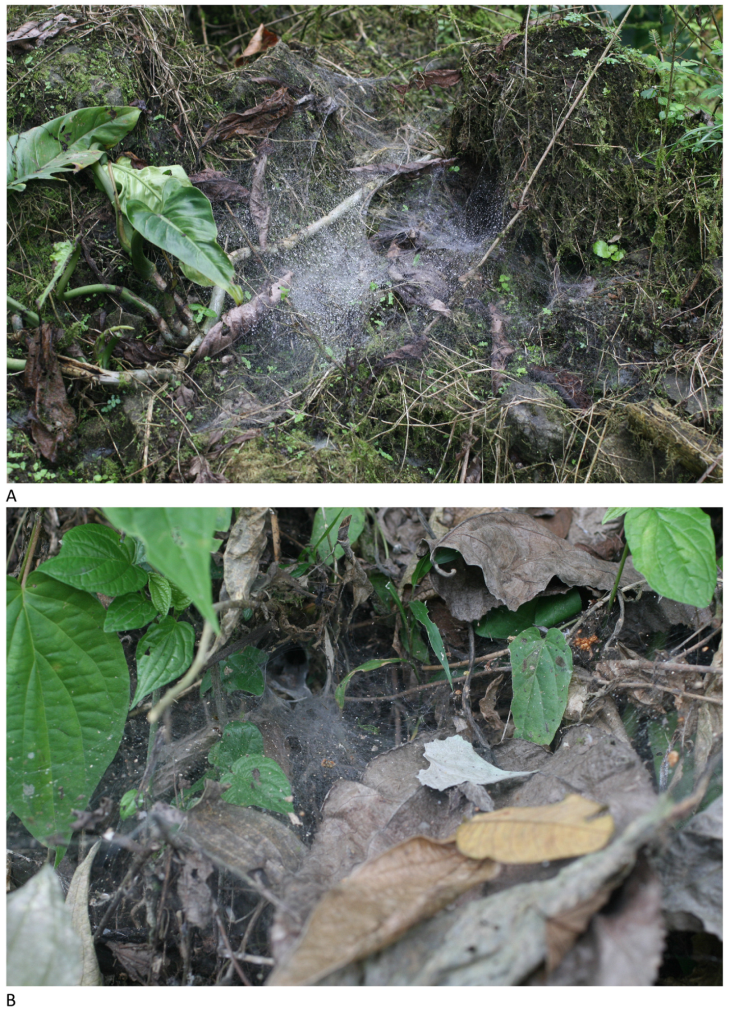 Arthropoda 01 00010 g216 550