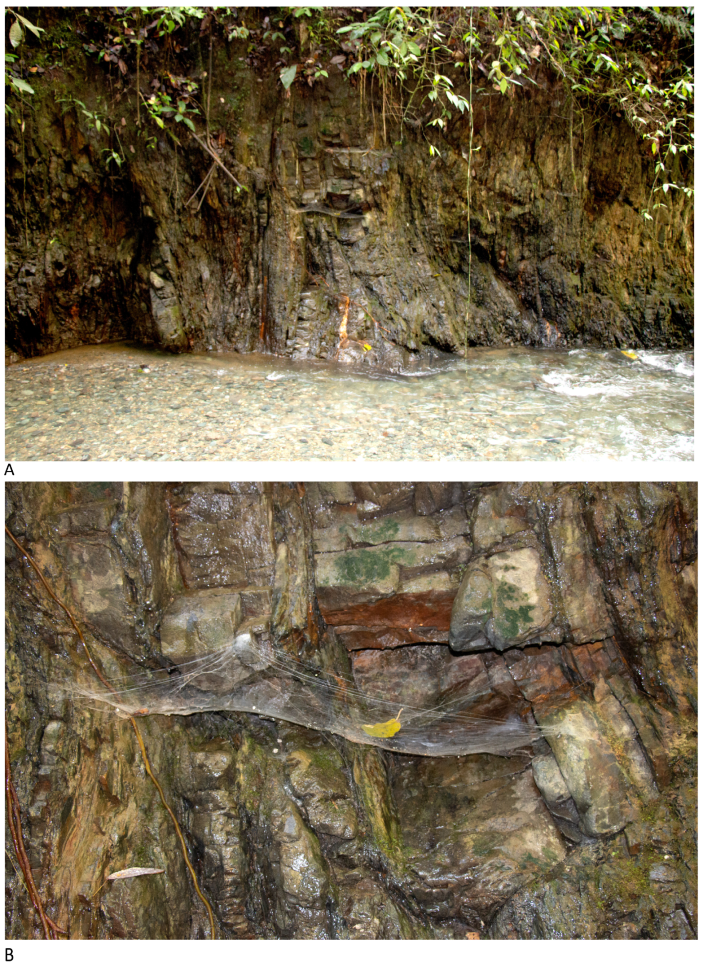 Arthropoda 01 00010 g217 550