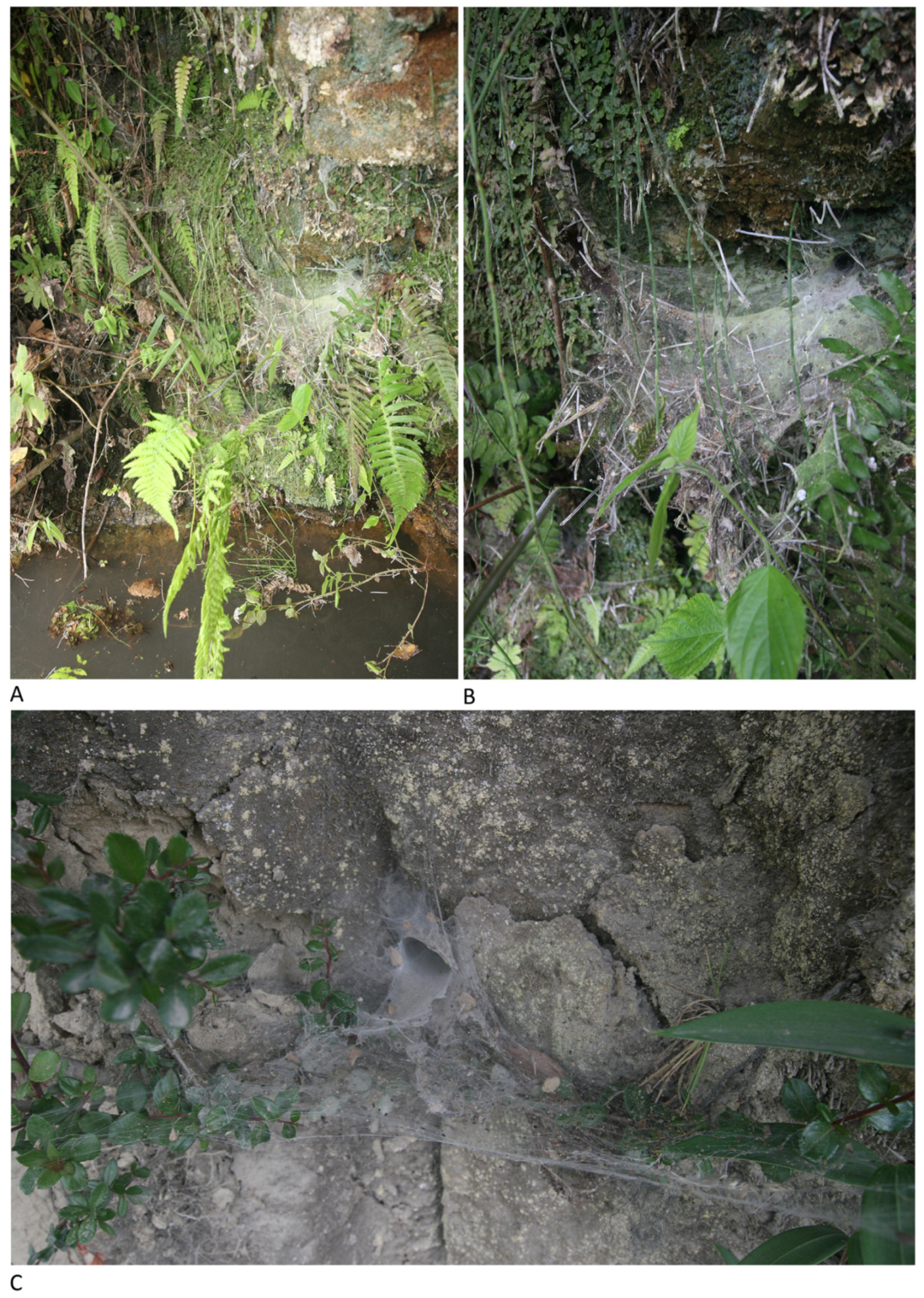 Arthropoda 01 00010 g218 550