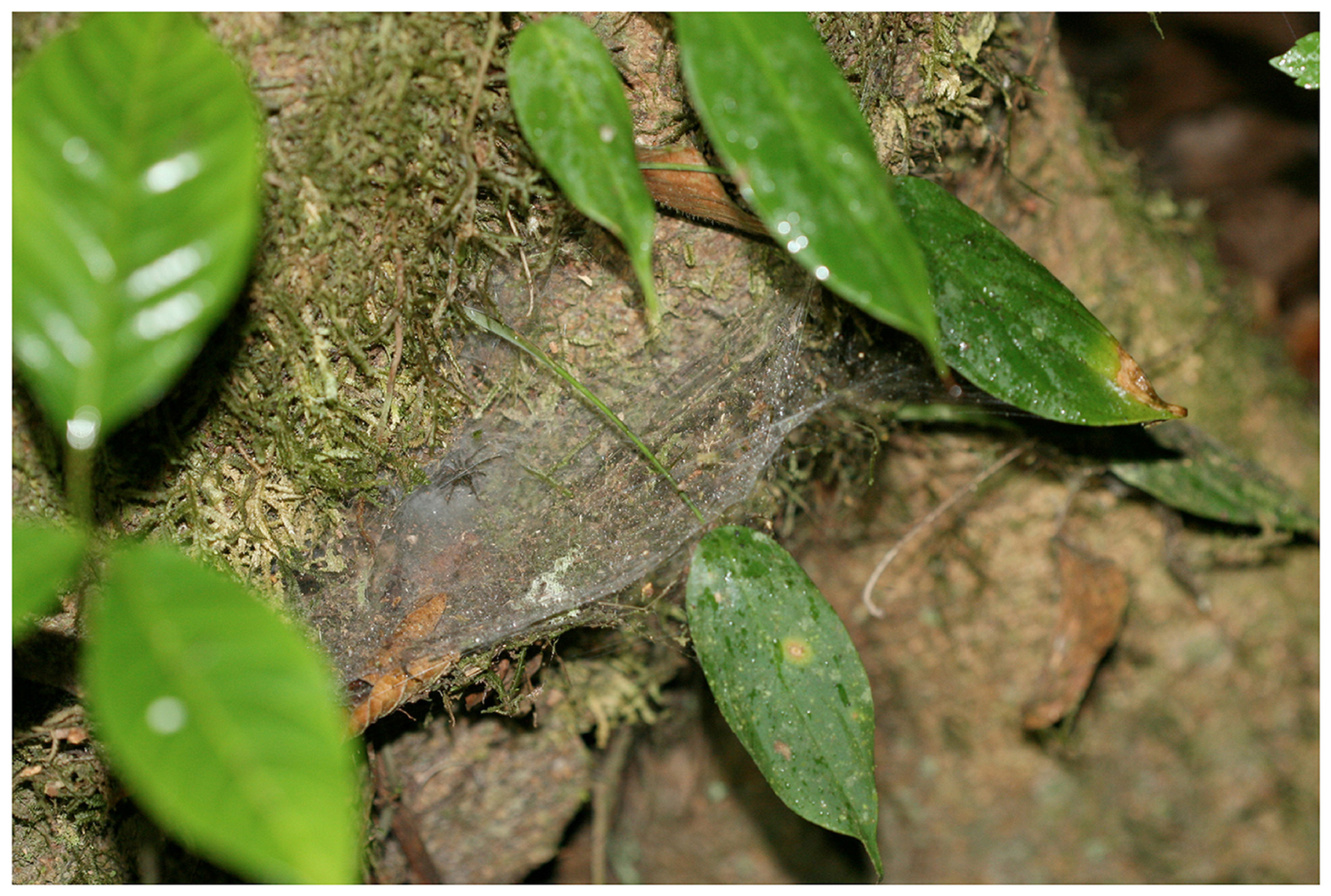 Arthropoda 01 00010 g219 550