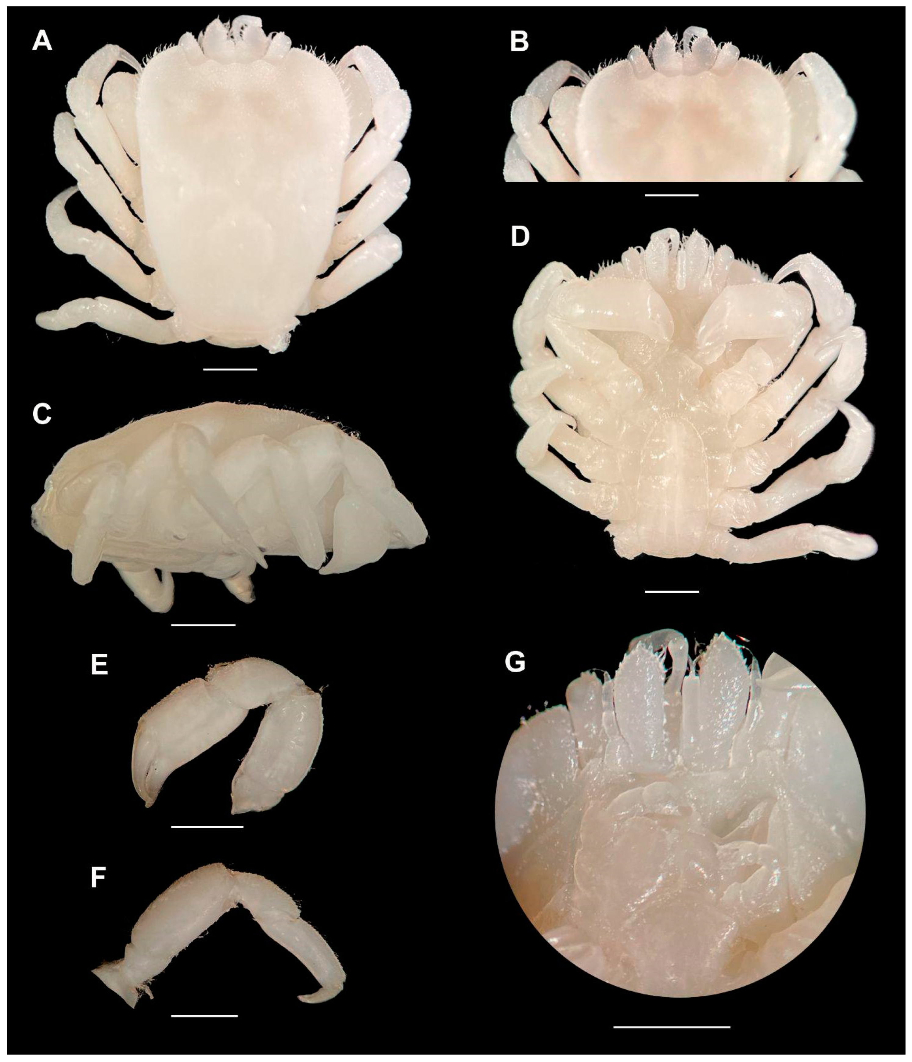 Arthropoda 01 00012 g001 Arthropoda 01 00012 g001