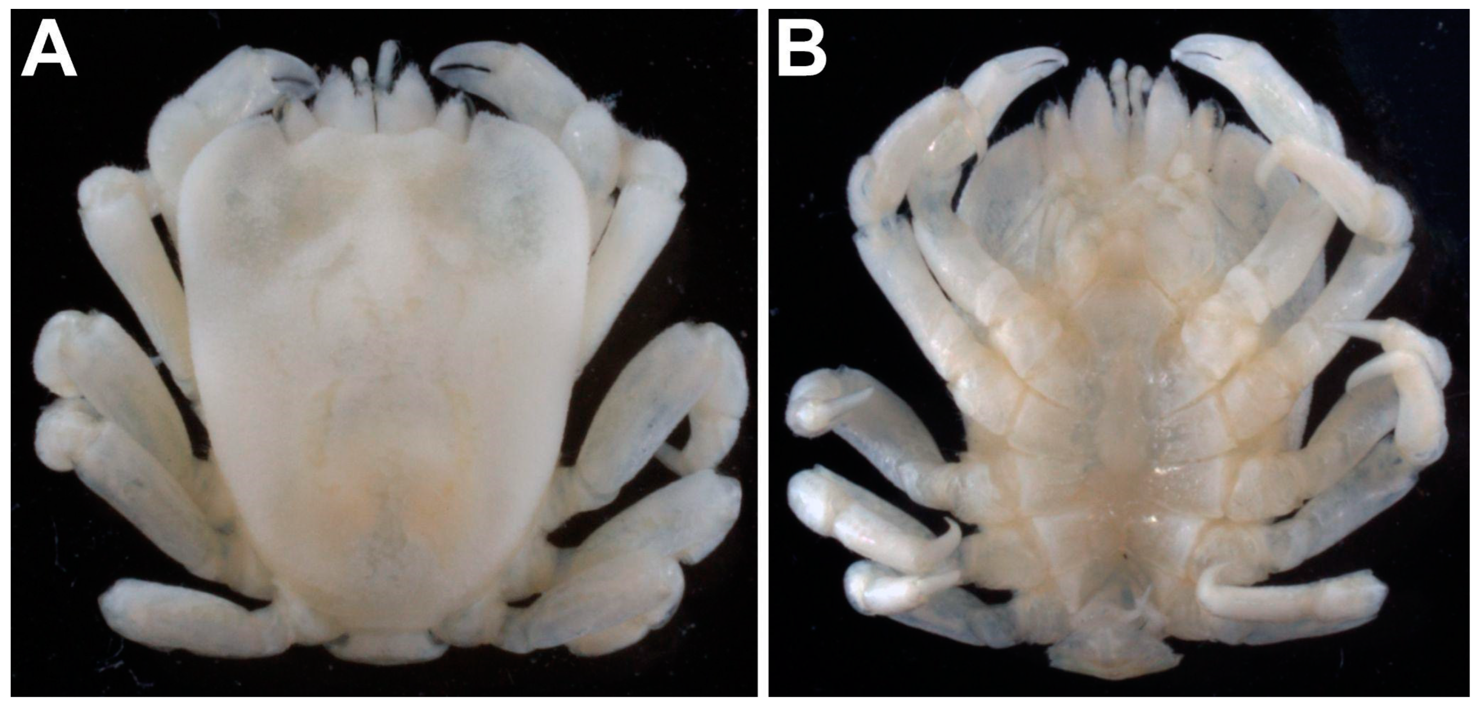 Arthropoda 01 00012 g002 Arthropoda 01 00012 g002