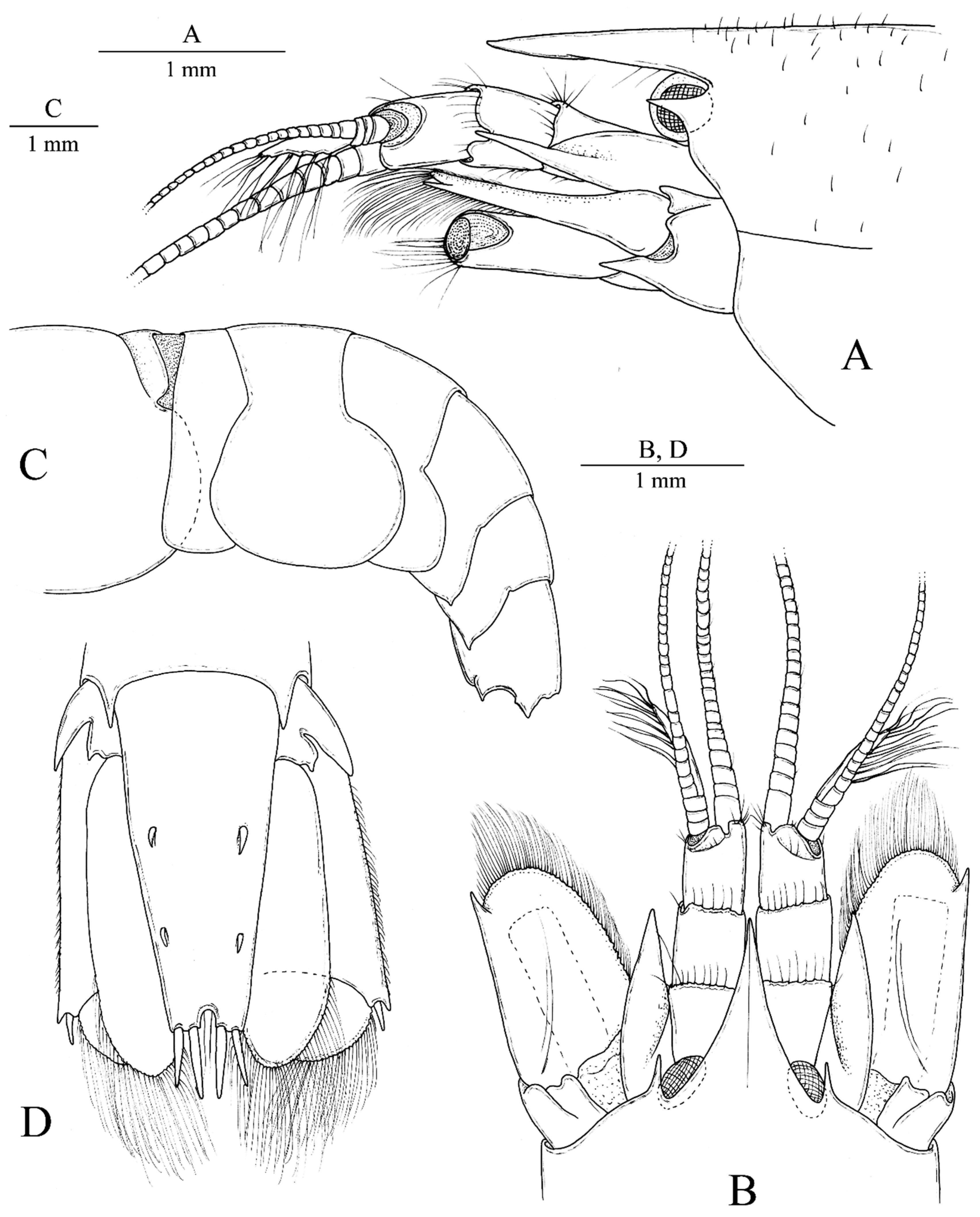 Arthropoda 01 00014 g001