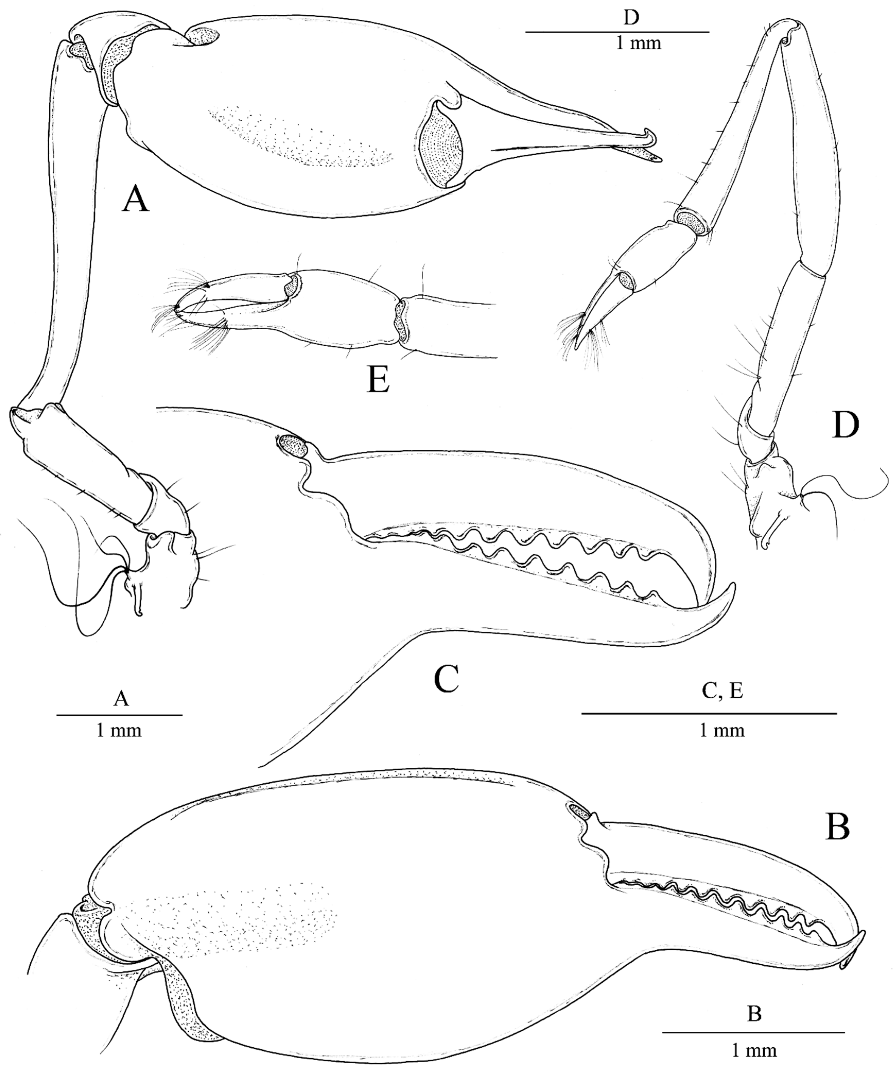 Arthropoda 01 00014 g002