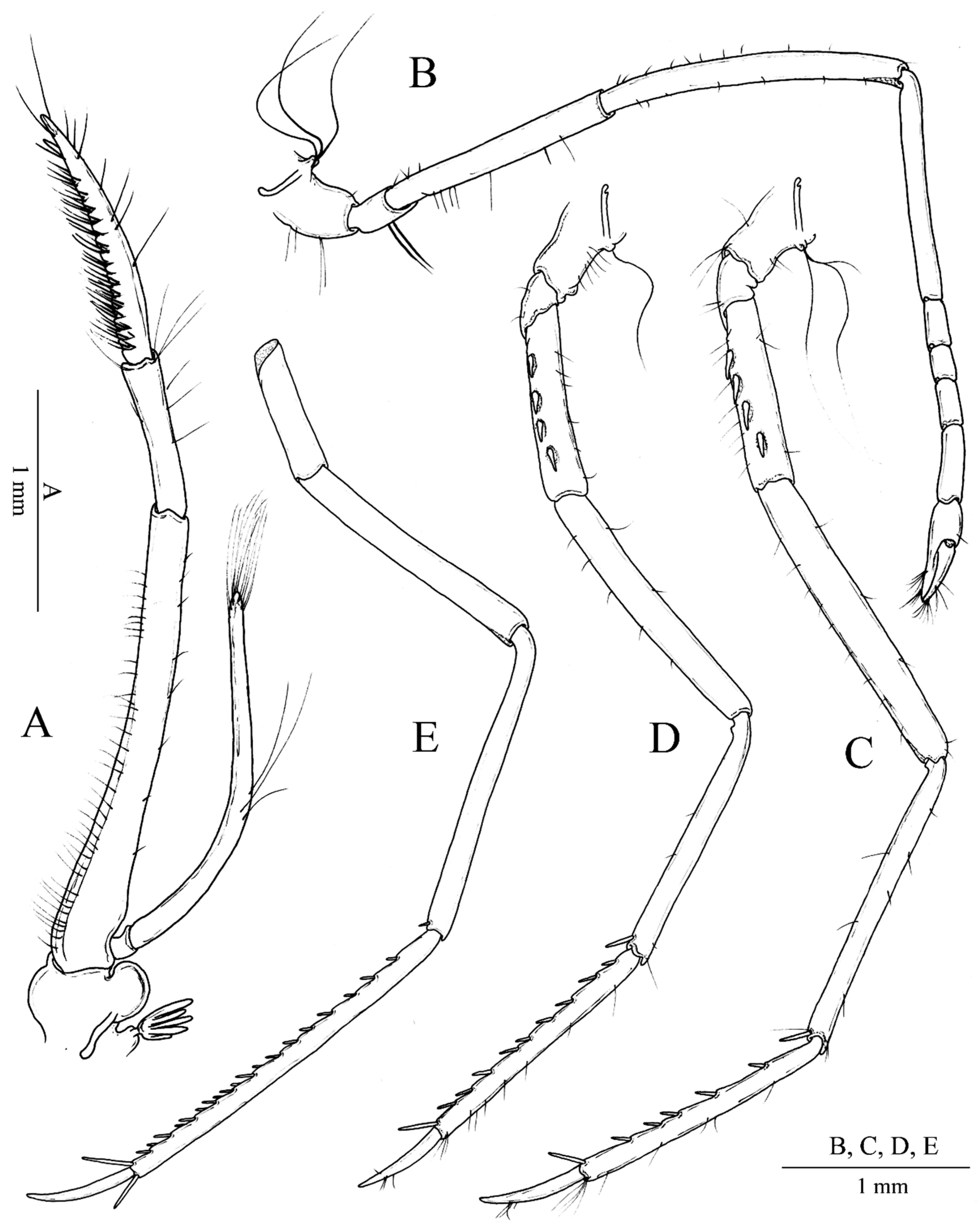 Arthropoda 01 00014 g003