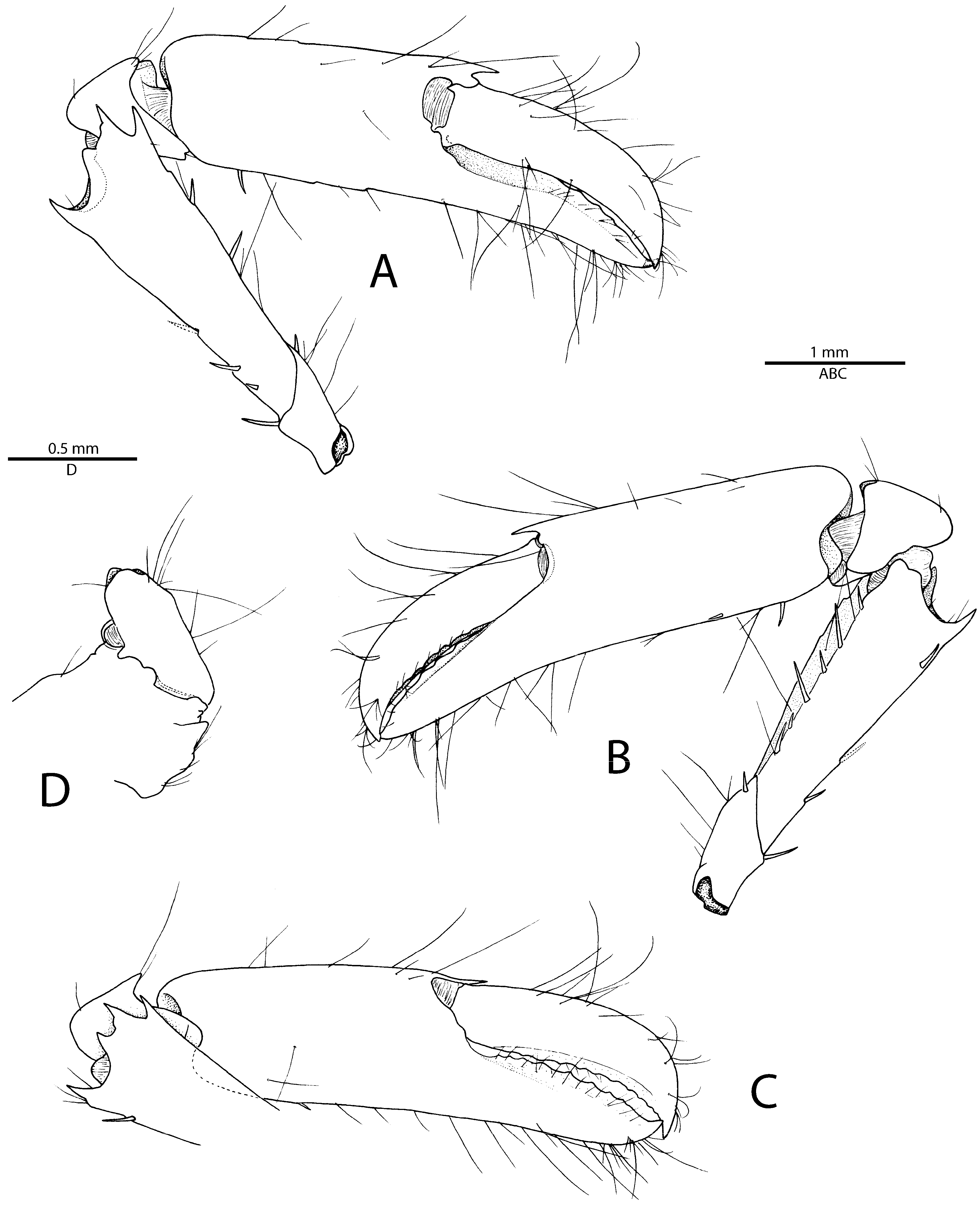 Arthropoda 01 00016 g003