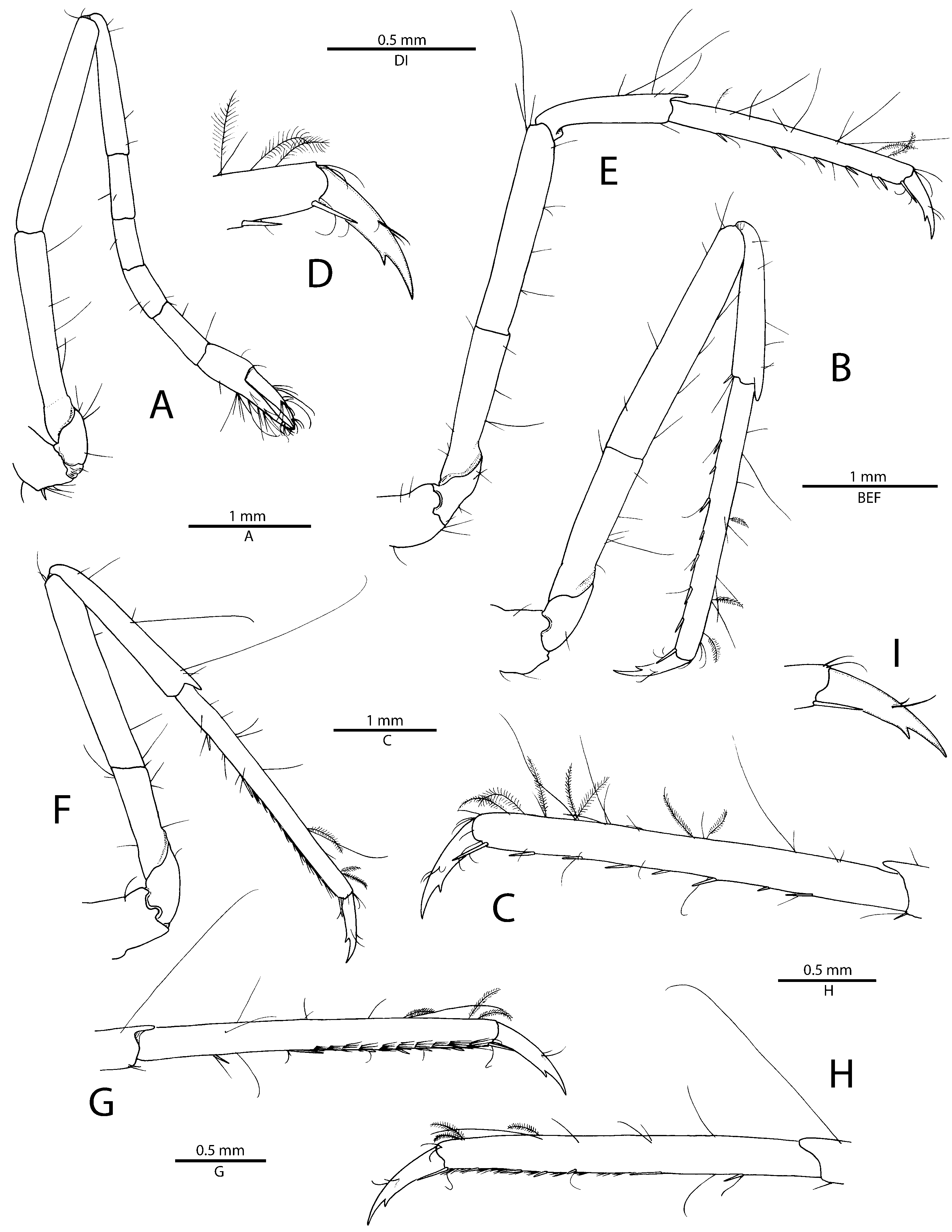 Arthropoda 01 00016 g004