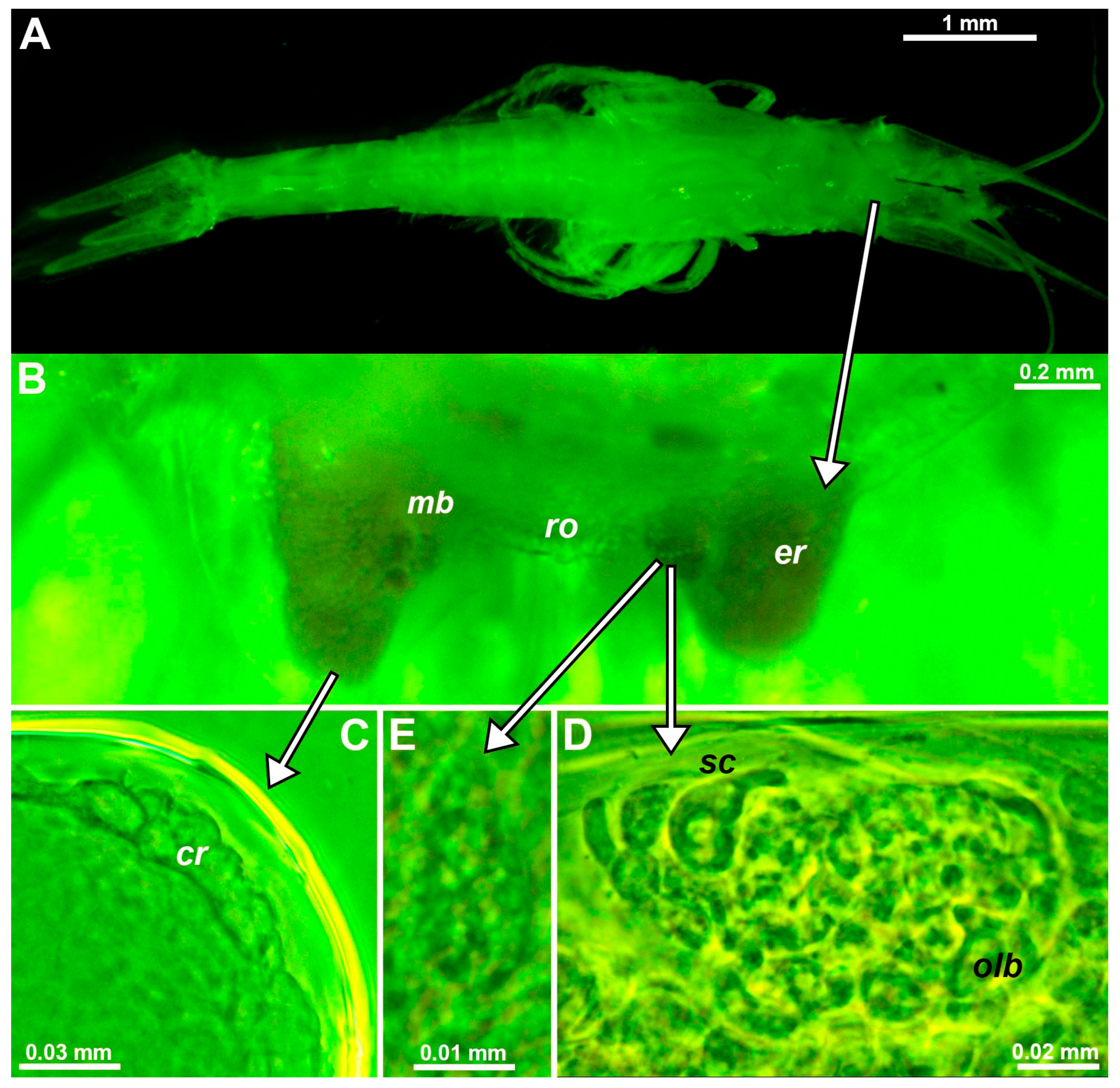 Arthropoda 01 00019 g001