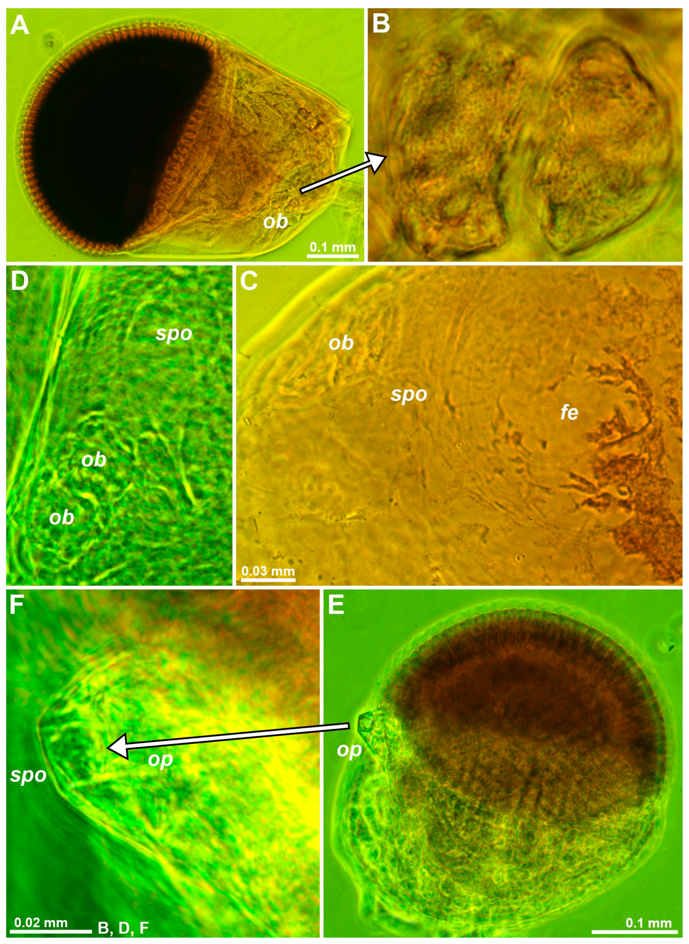 Arthropoda 01 00019 g002