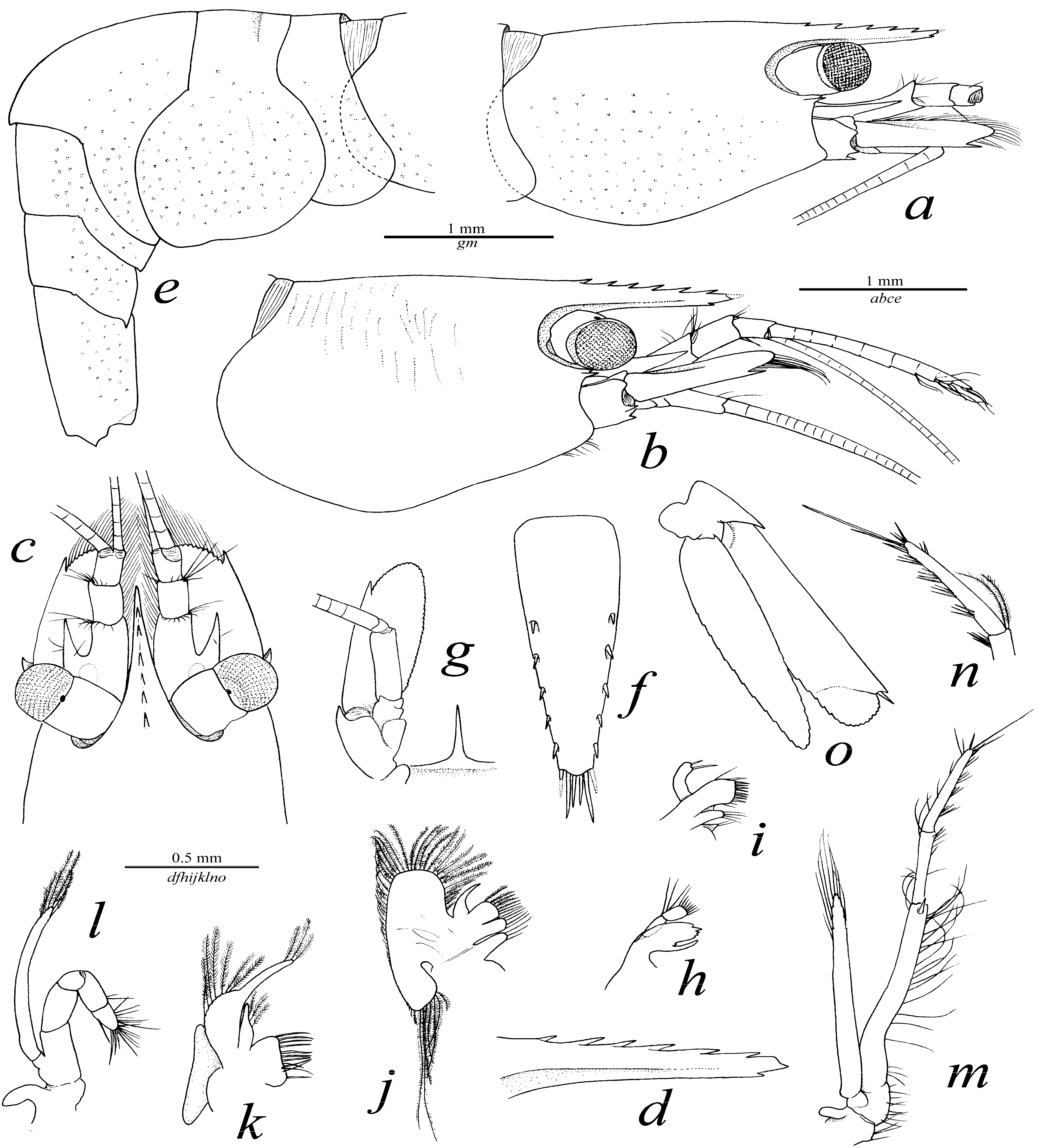 Arthropoda 01 00020 g001