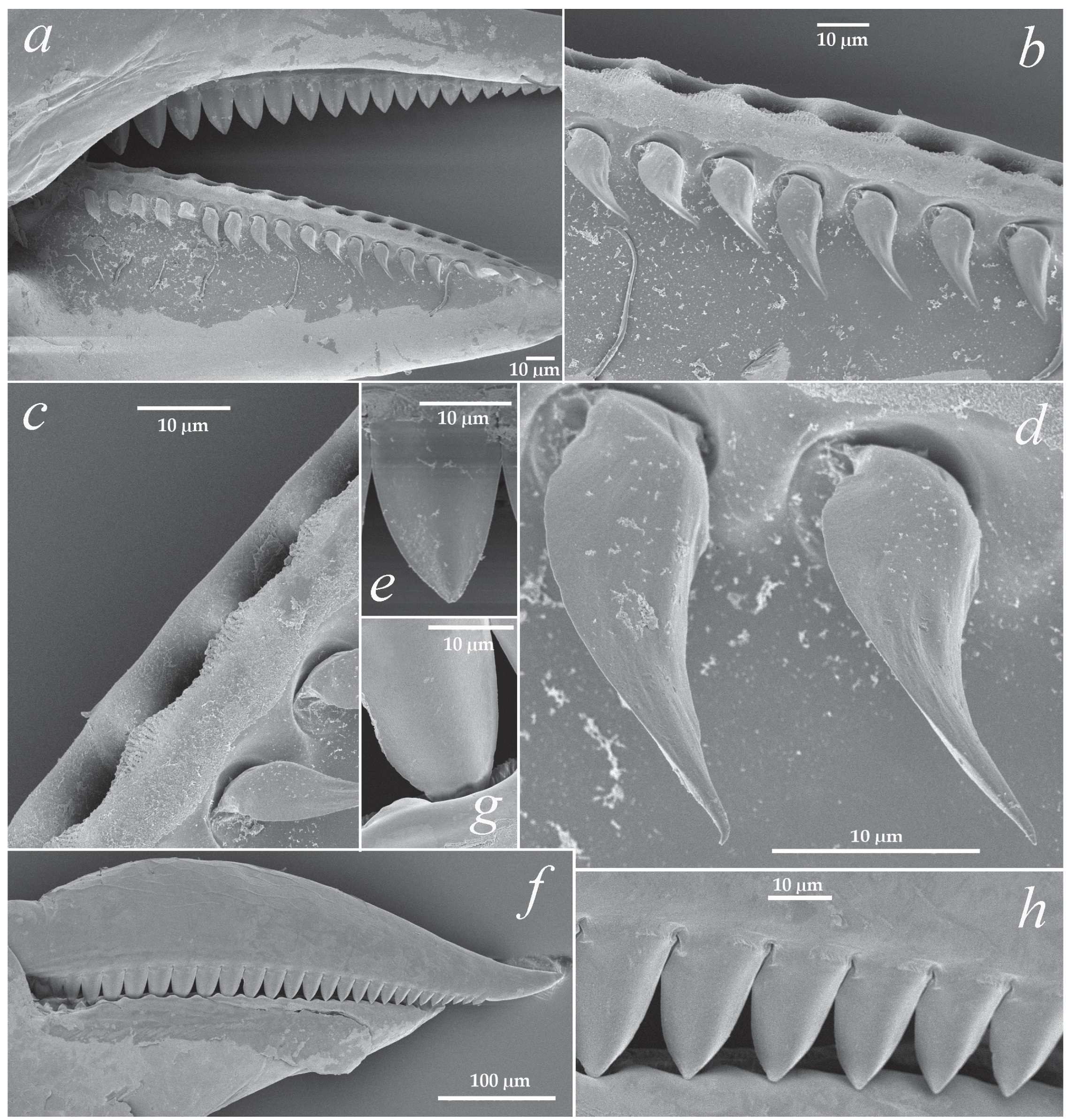 Arthropoda 01 00020 g003