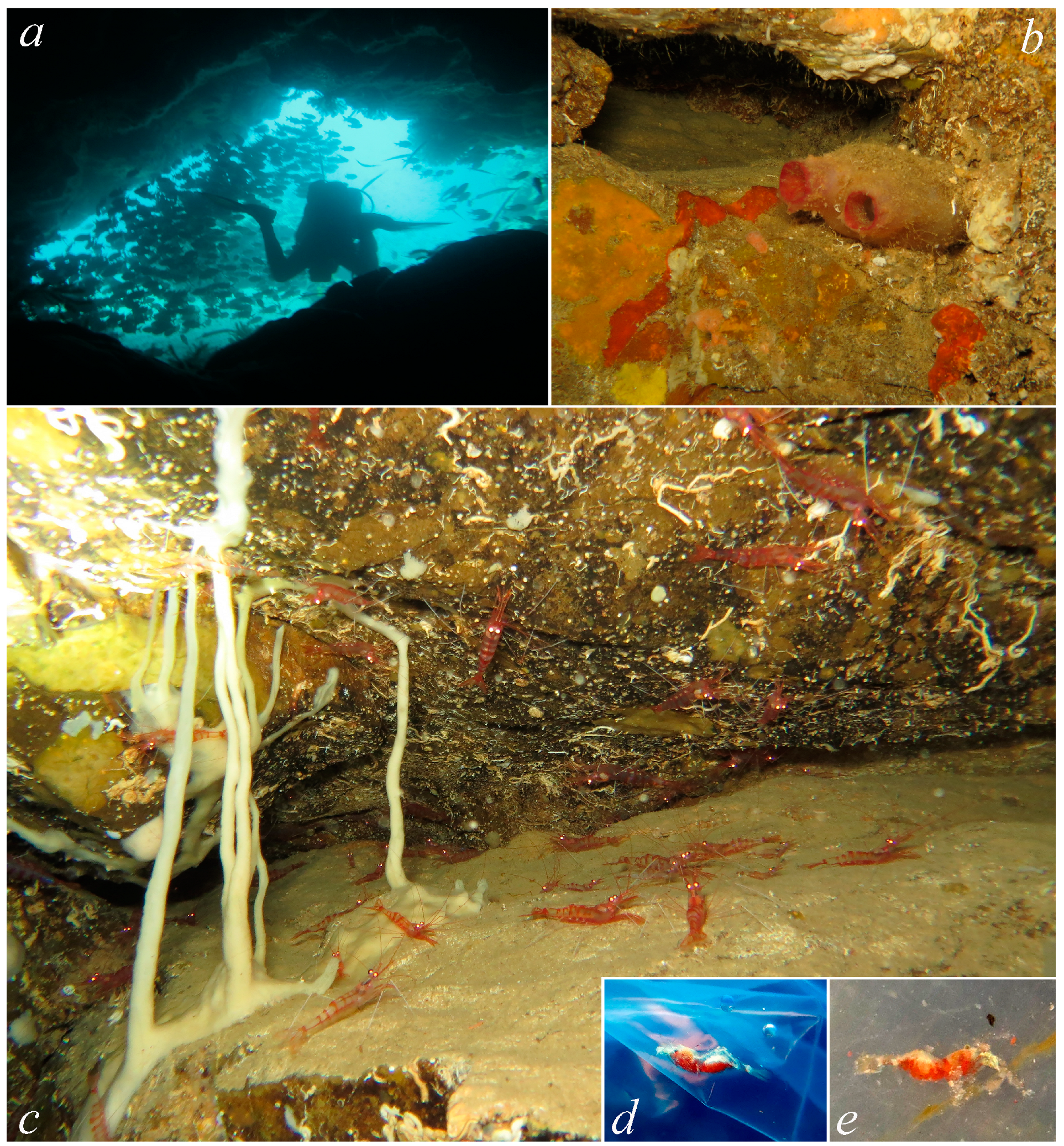 Arthropoda 01 00020 g004