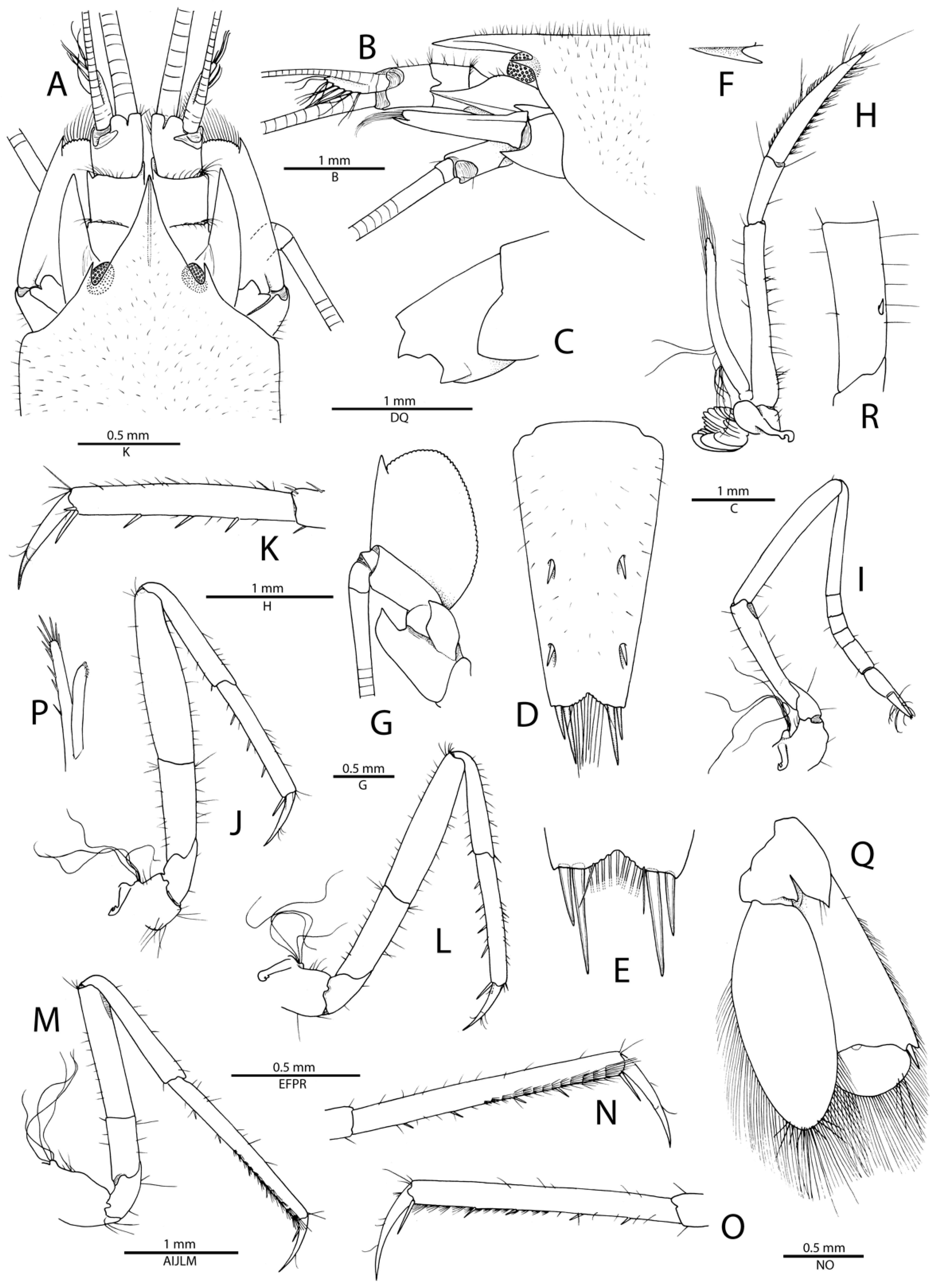 Arthropoda 01 00022 g001