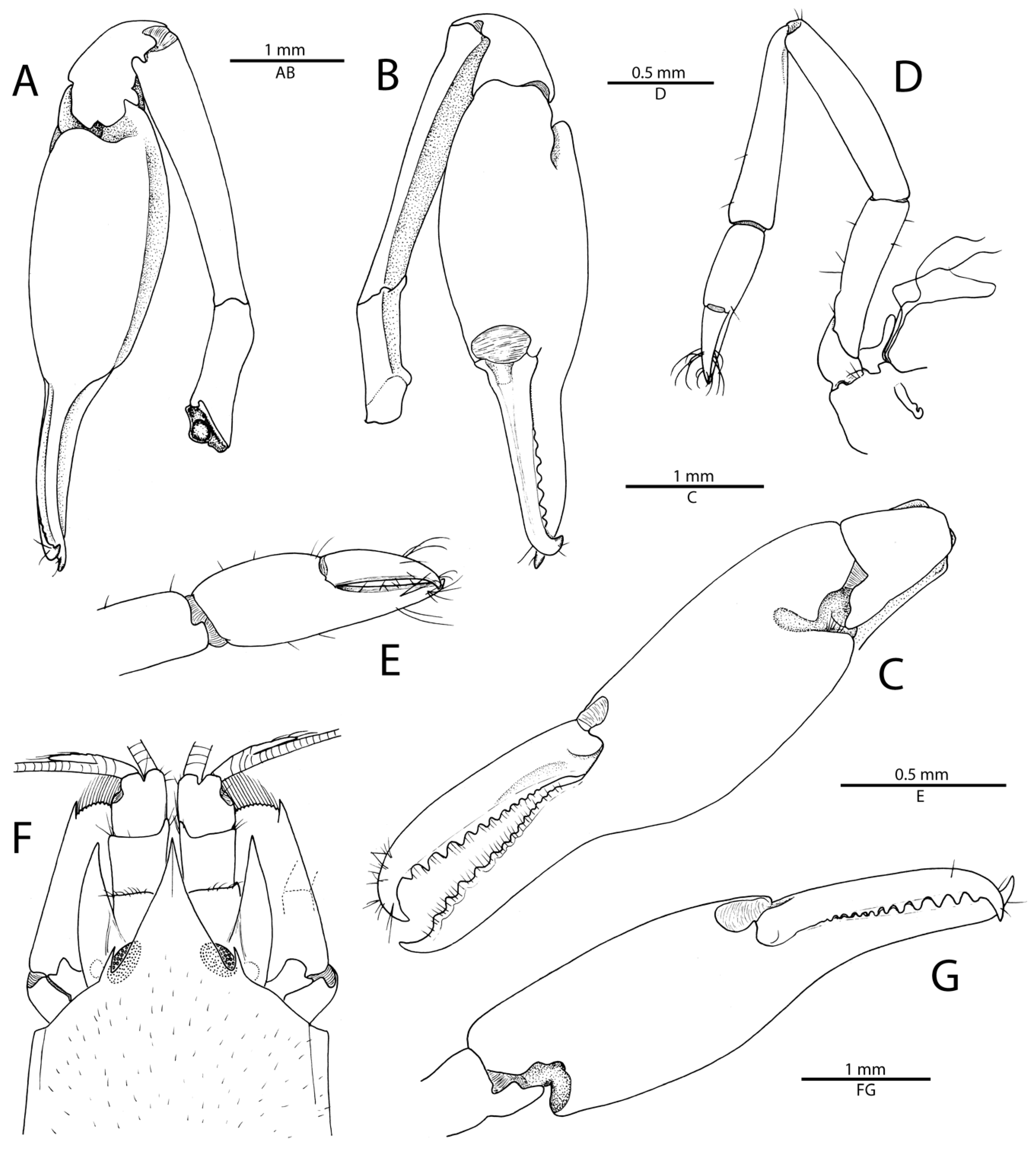 Arthropoda 01 00022 g002