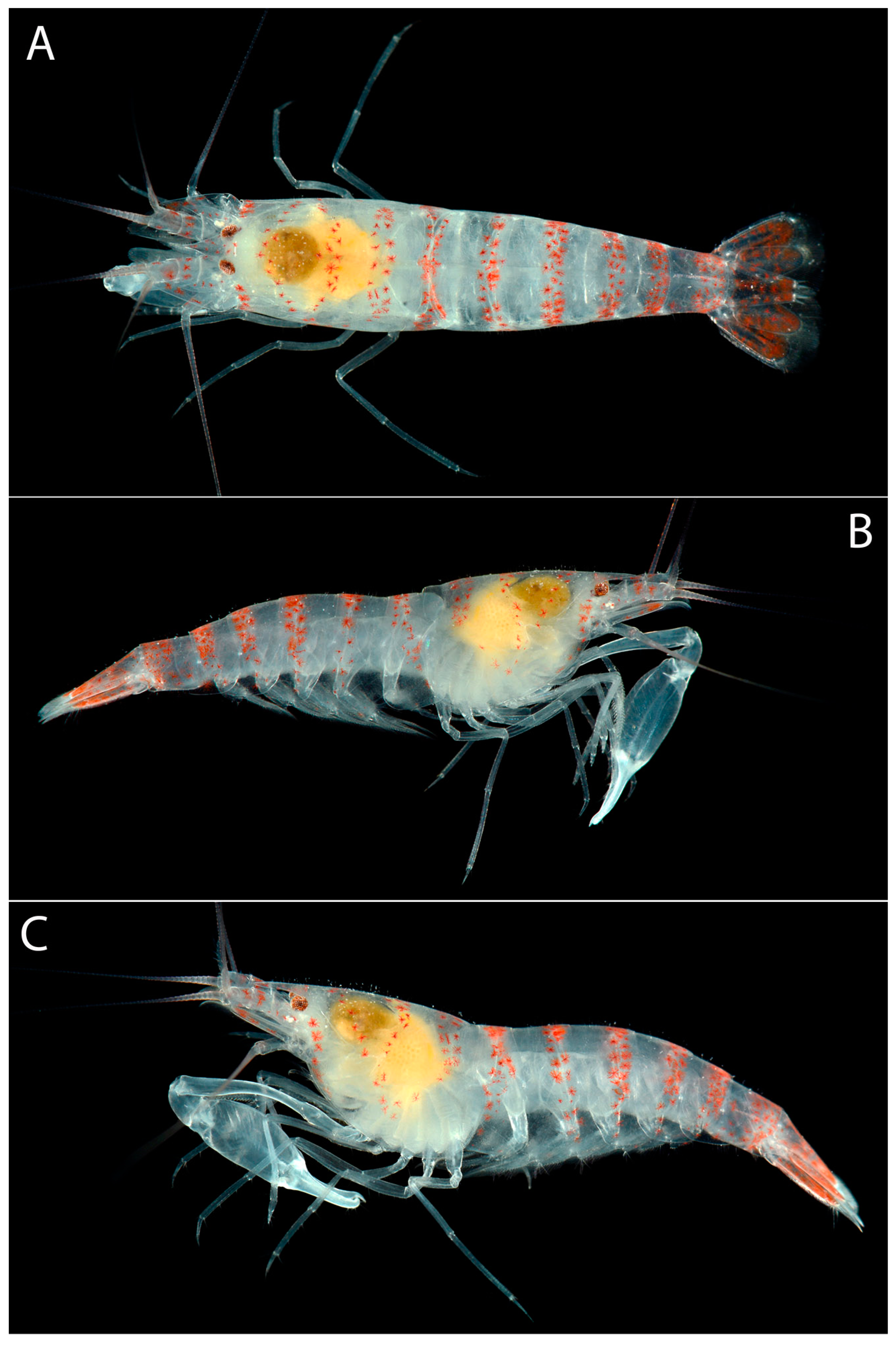 Arthropoda 01 00022 g005