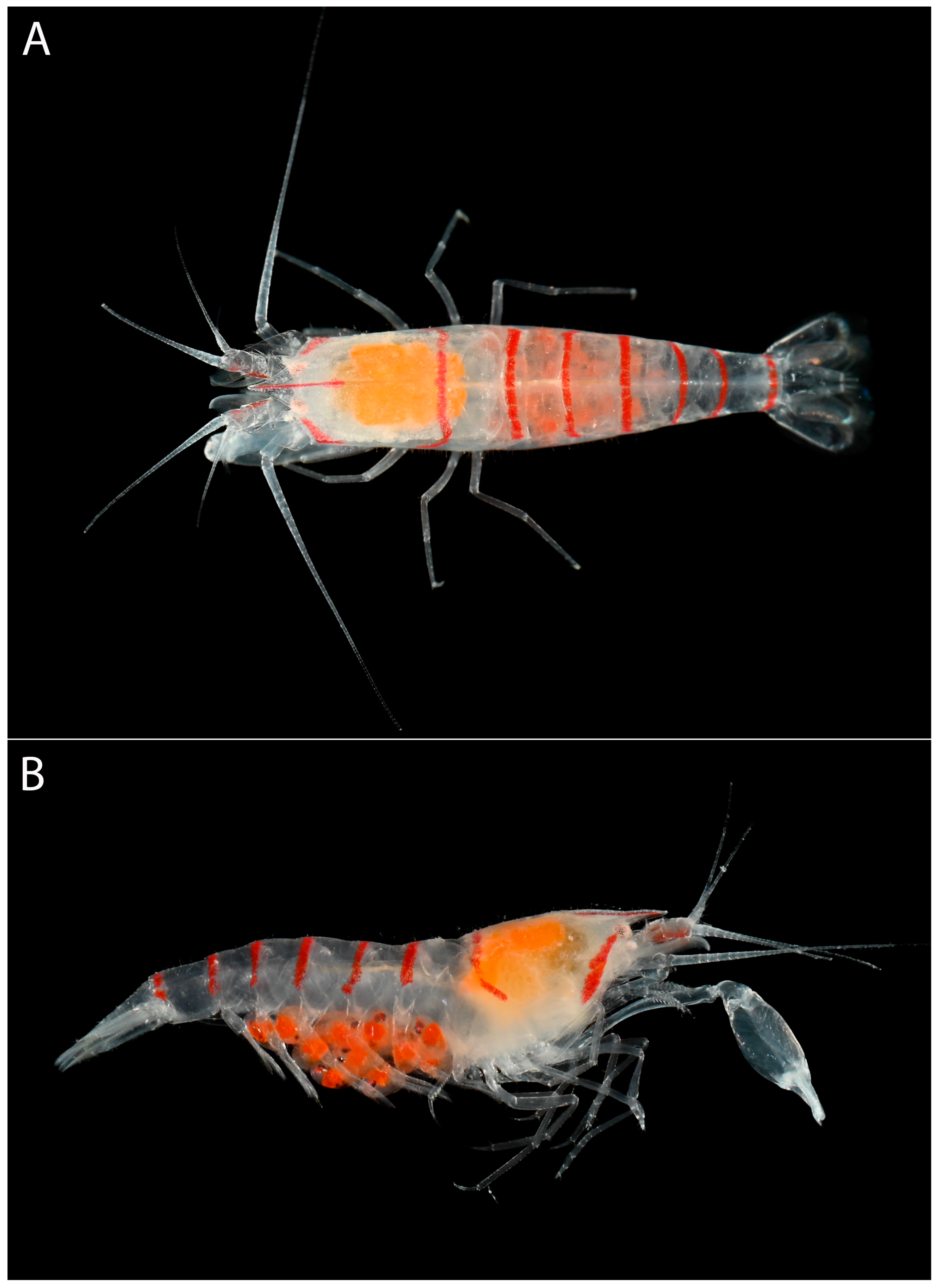 Arthropoda 01 00022 g006
