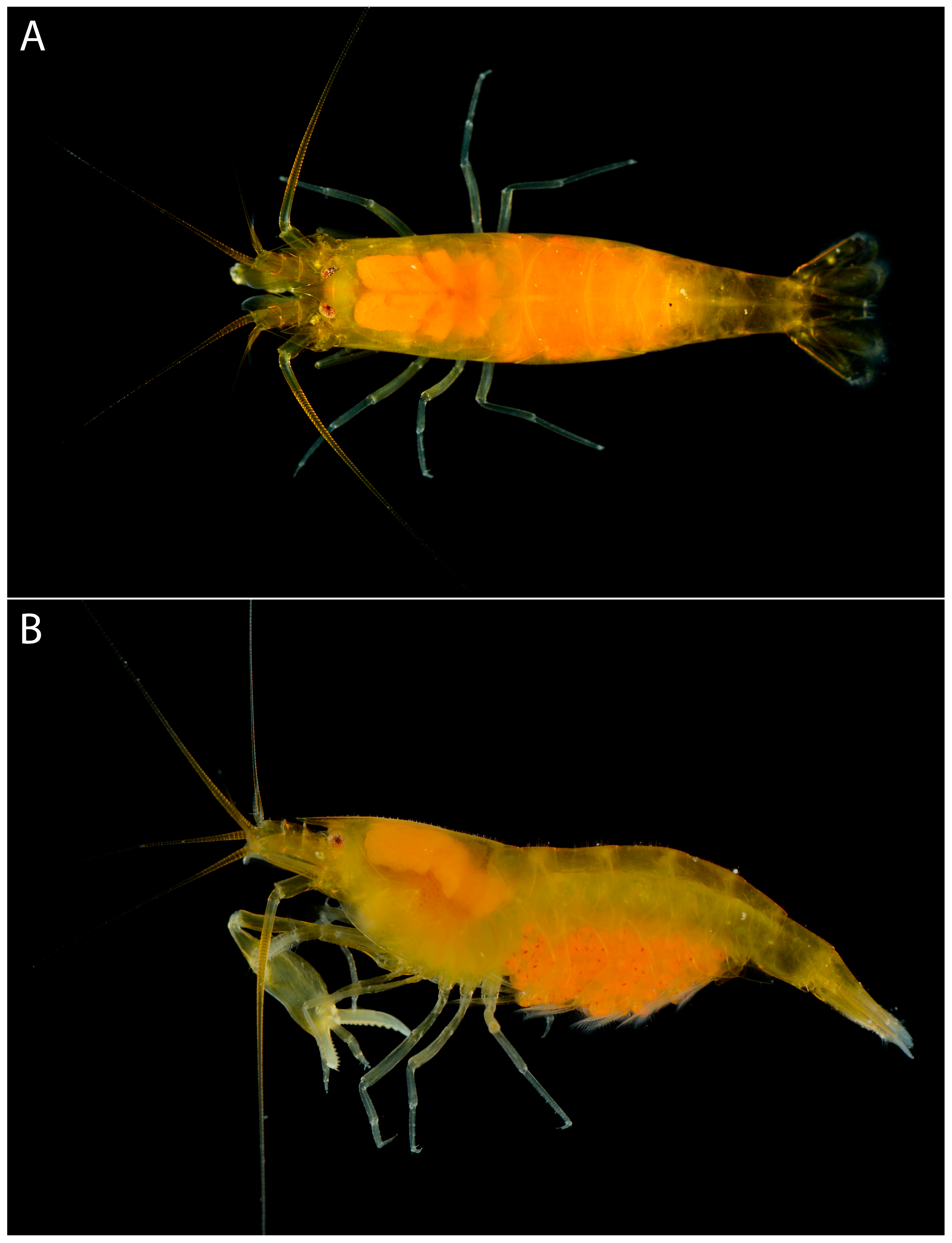 Arthropoda 01 00022 g007