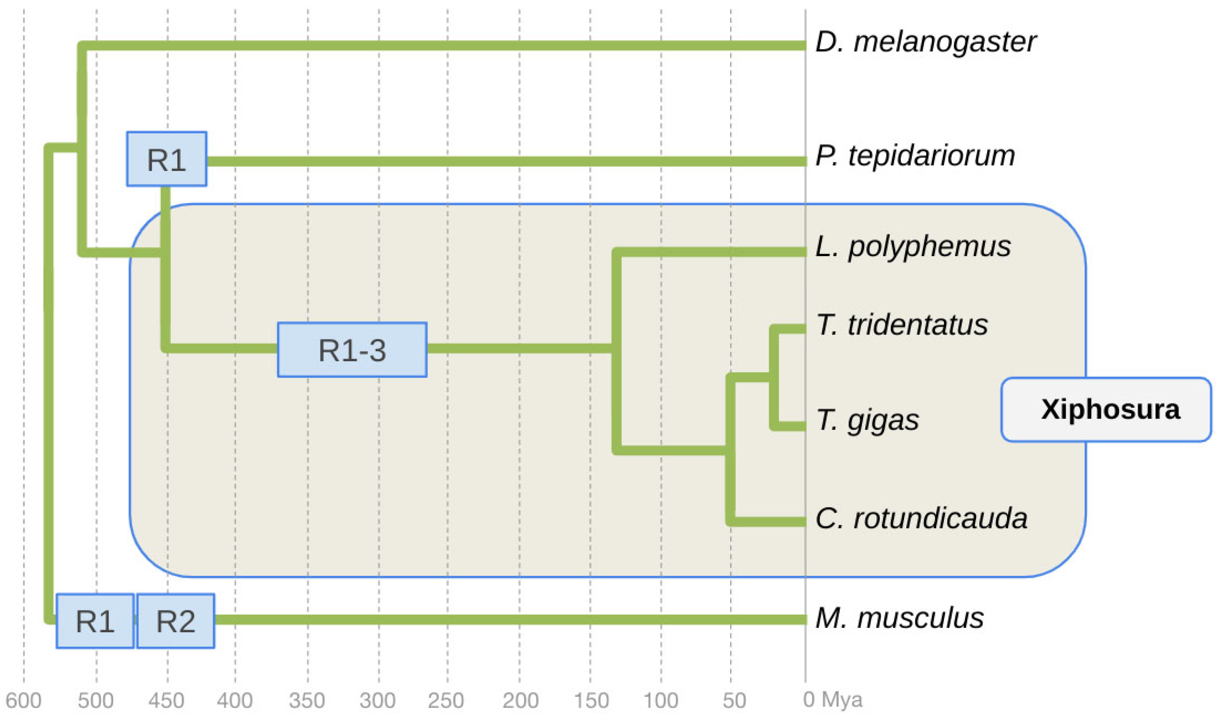 Arthropoda 02 00007 g001 Arthropoda 02 00007 g001