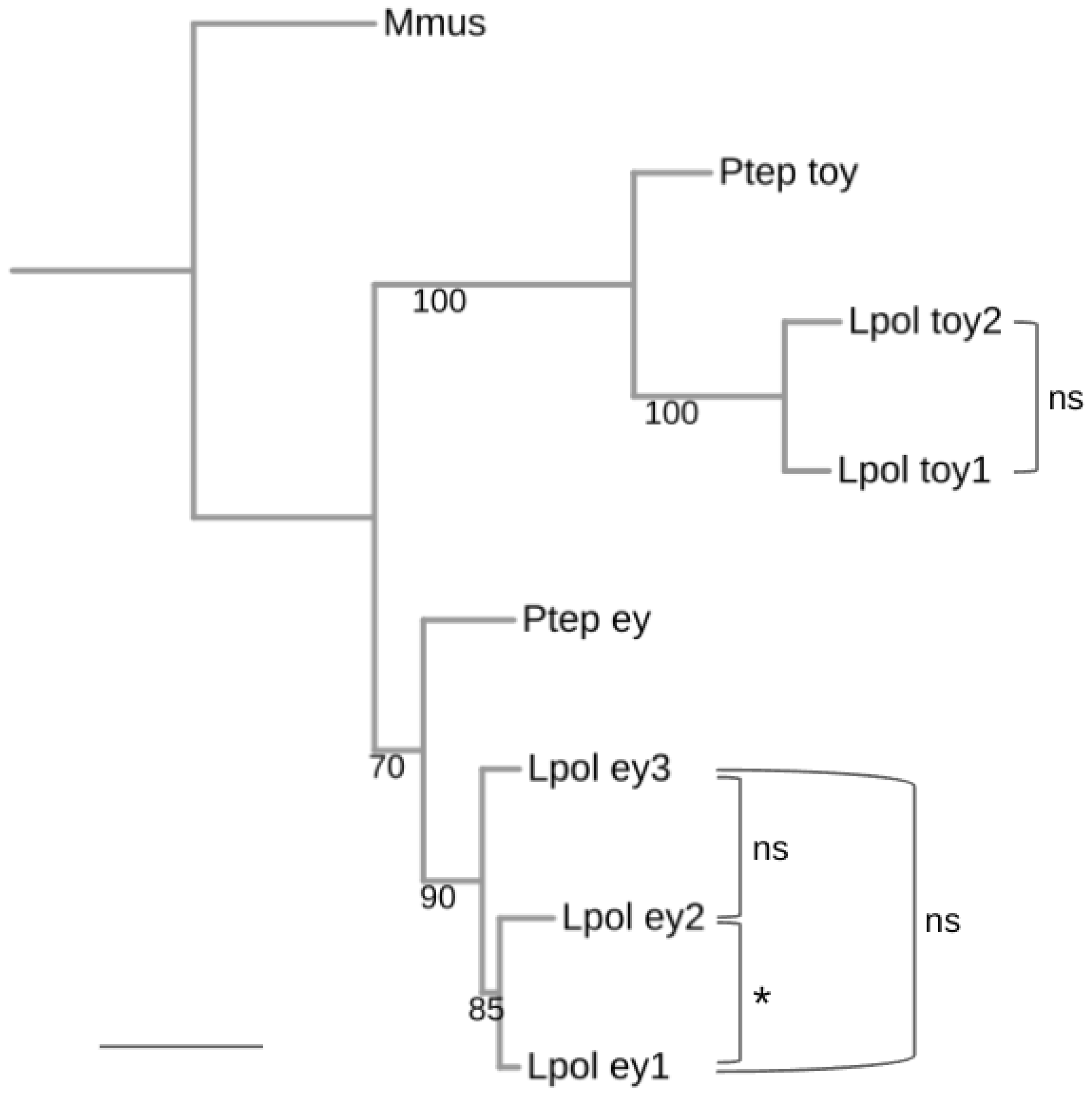 Arthropoda 02 00007 g004 Arthropoda 02 00007 g004