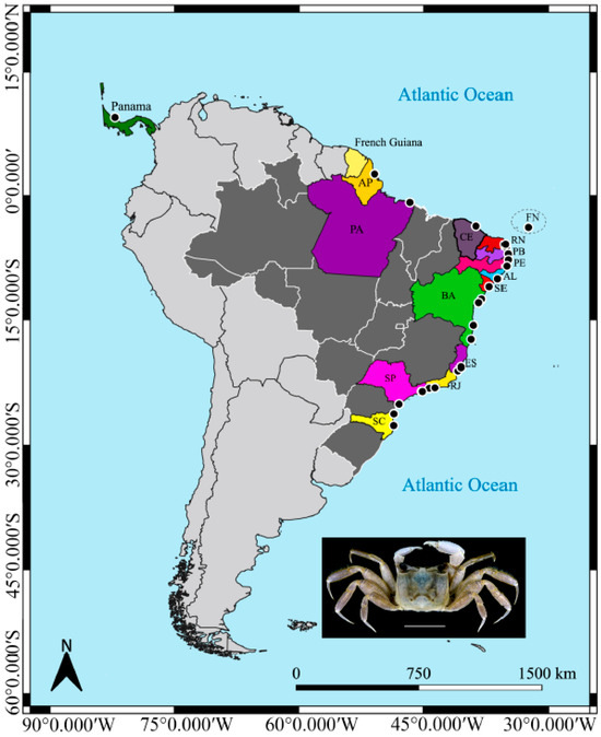 洋書 CRUSTACEA Guide Of The World crustacea-guide-of-the-world.jpg