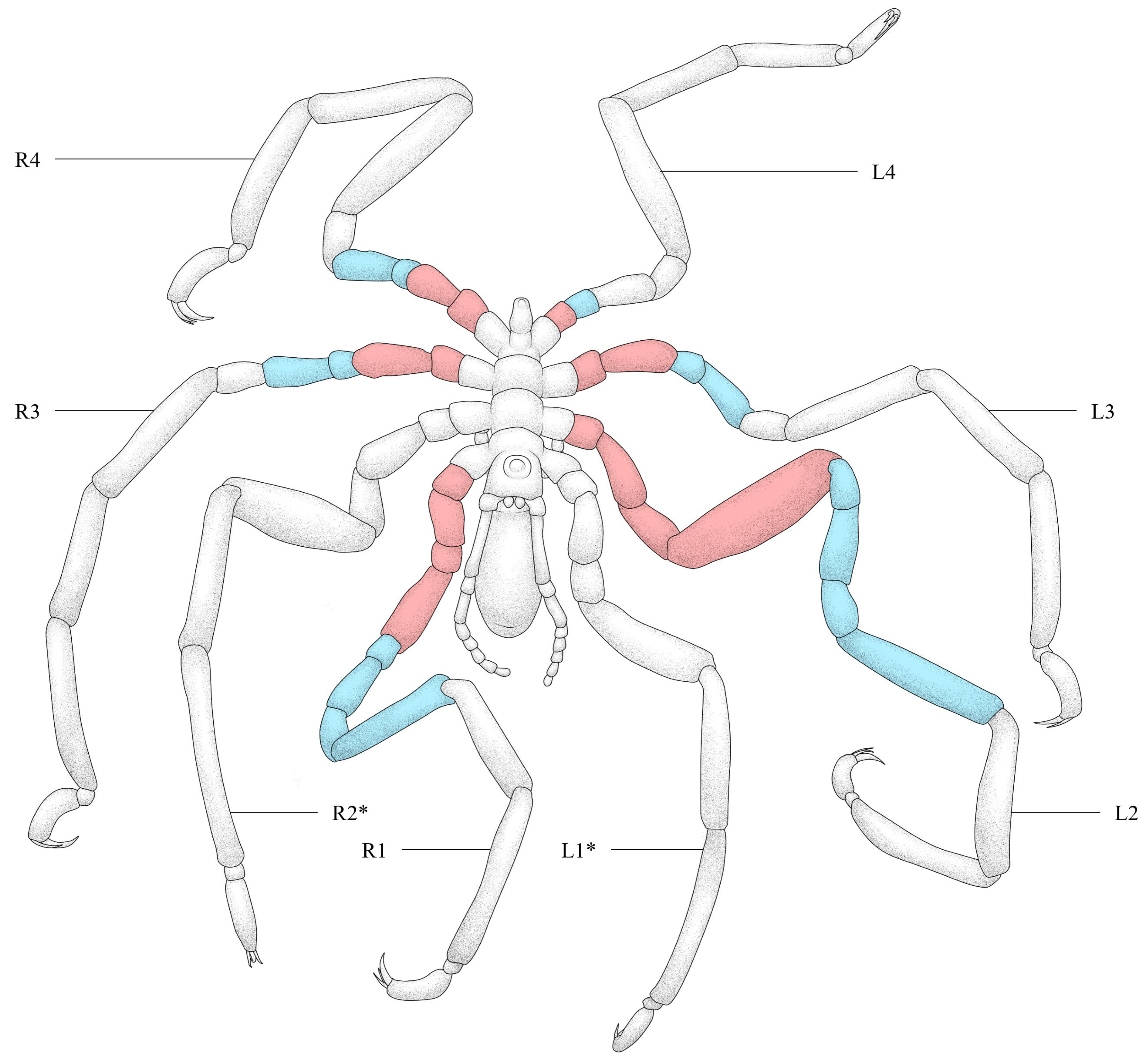 Arthropoda 02 00012 g002
