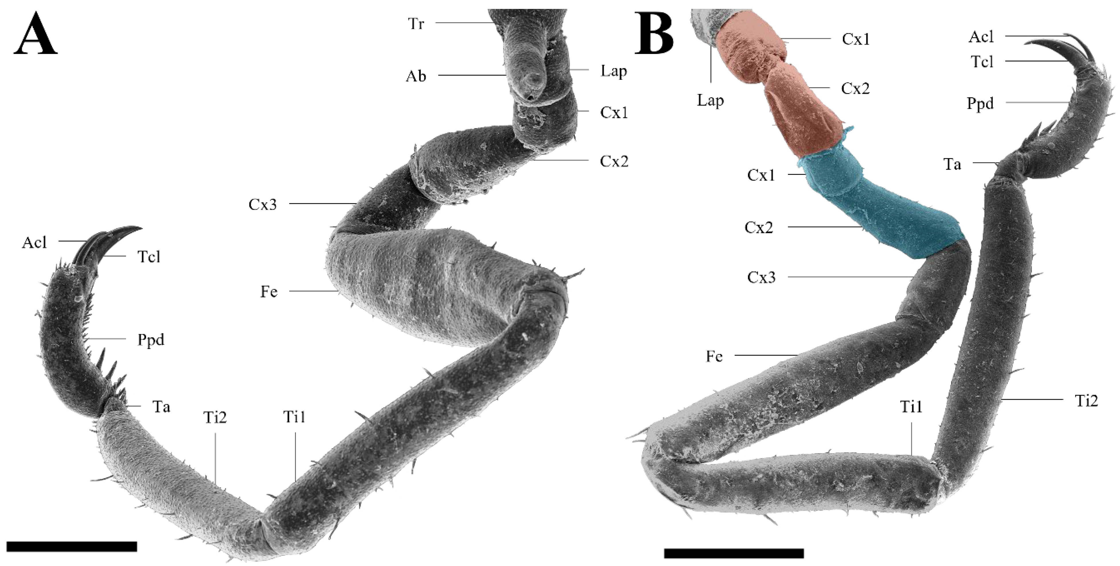 Arthropoda 02 00012 g003