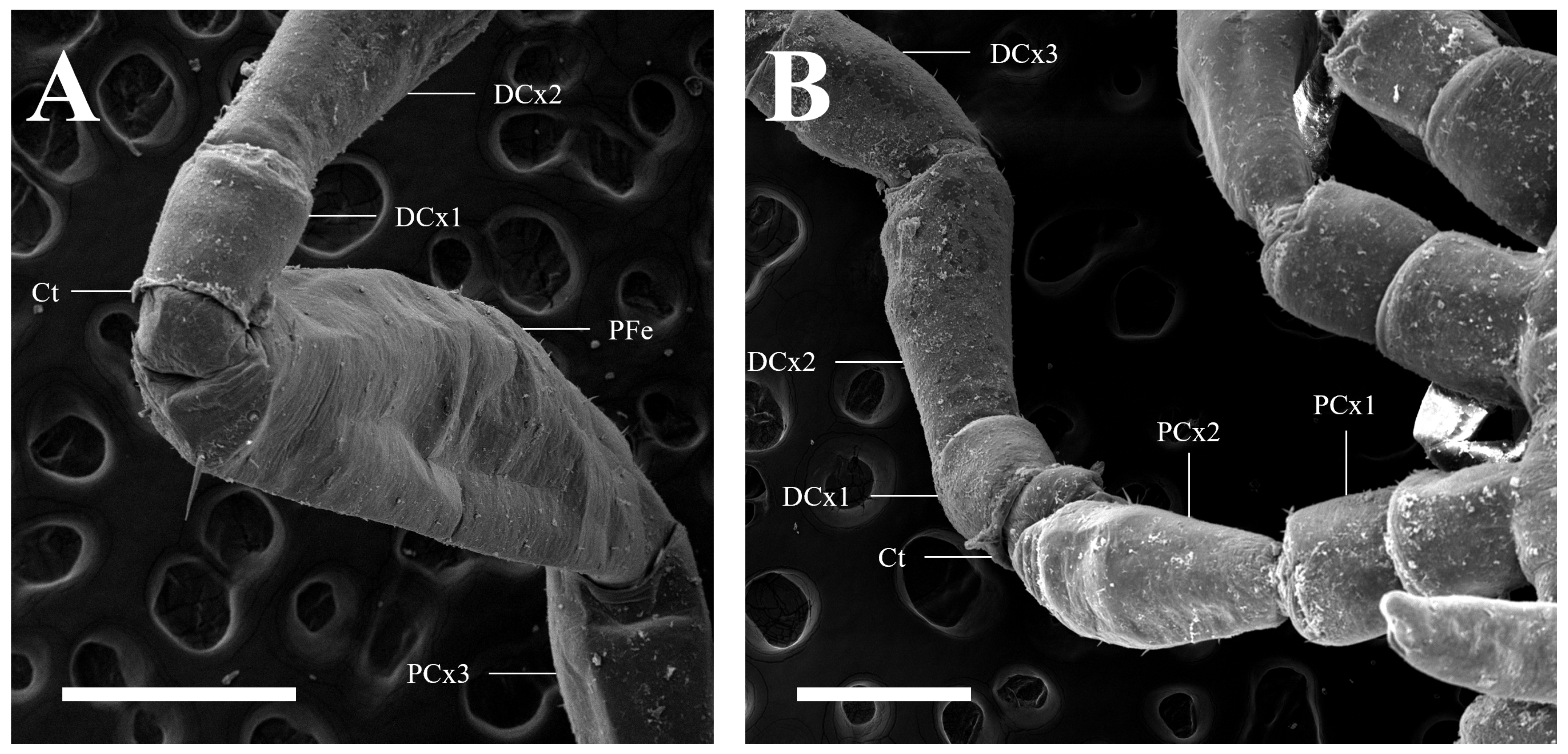 Arthropoda 02 00012 g004