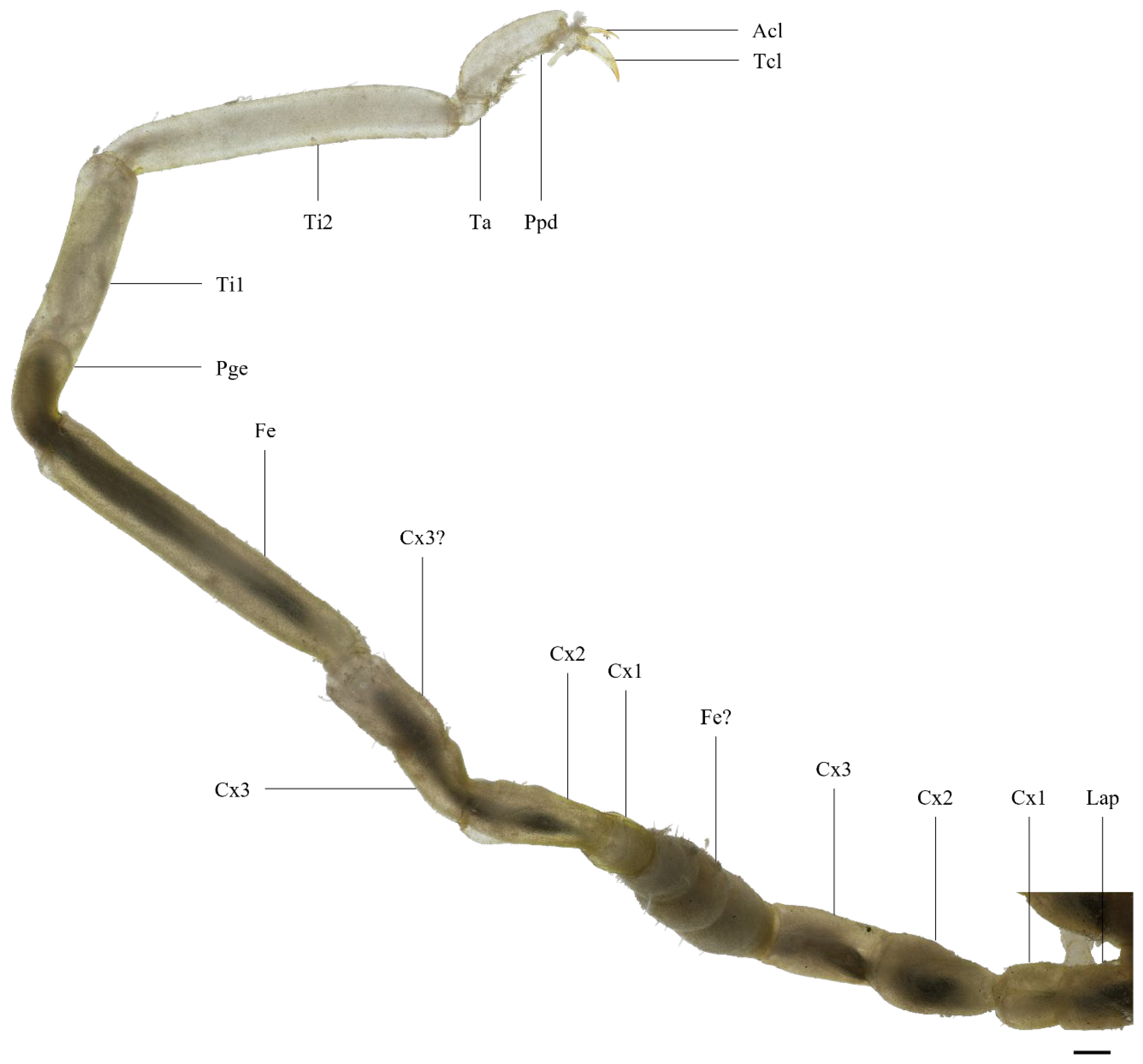 Arthropoda 02 00012 g005