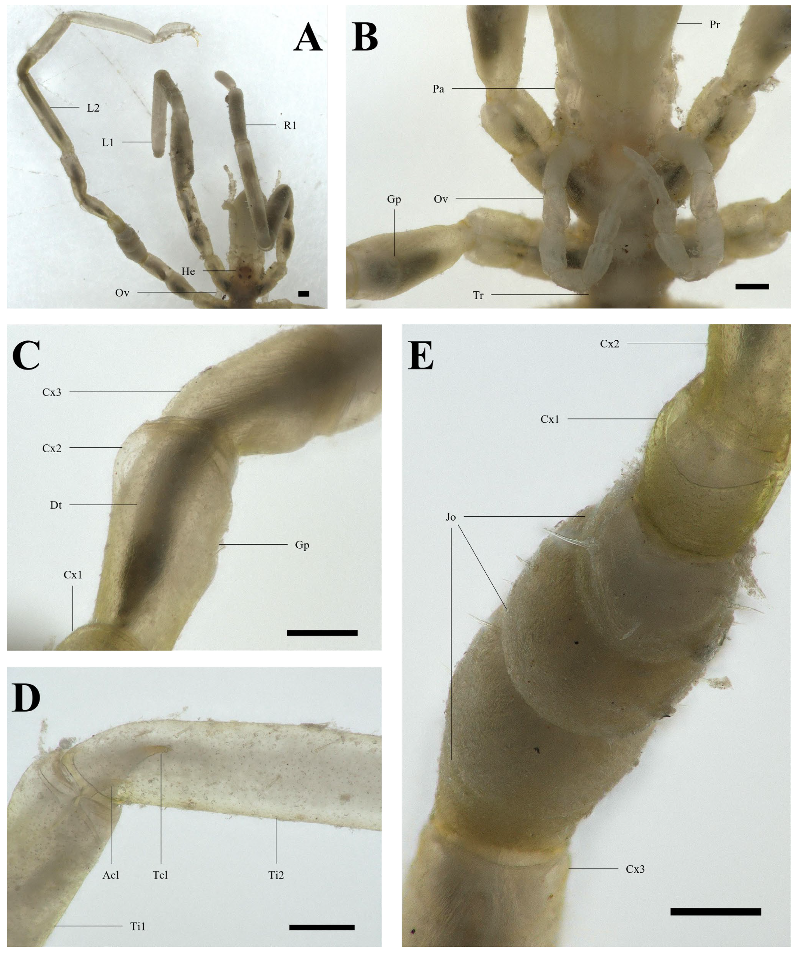 Arthropoda 02 00012 g006