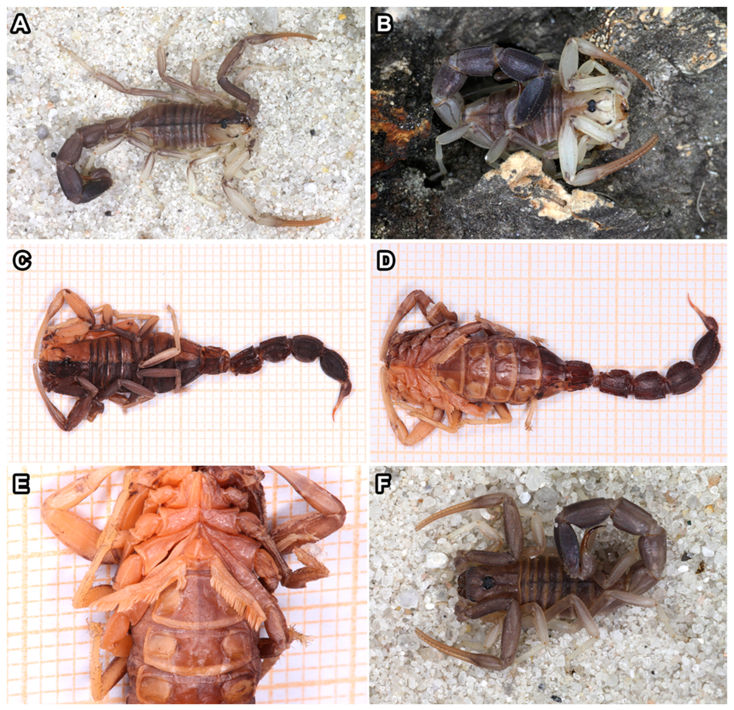 Arthropoda 02 00017 g001