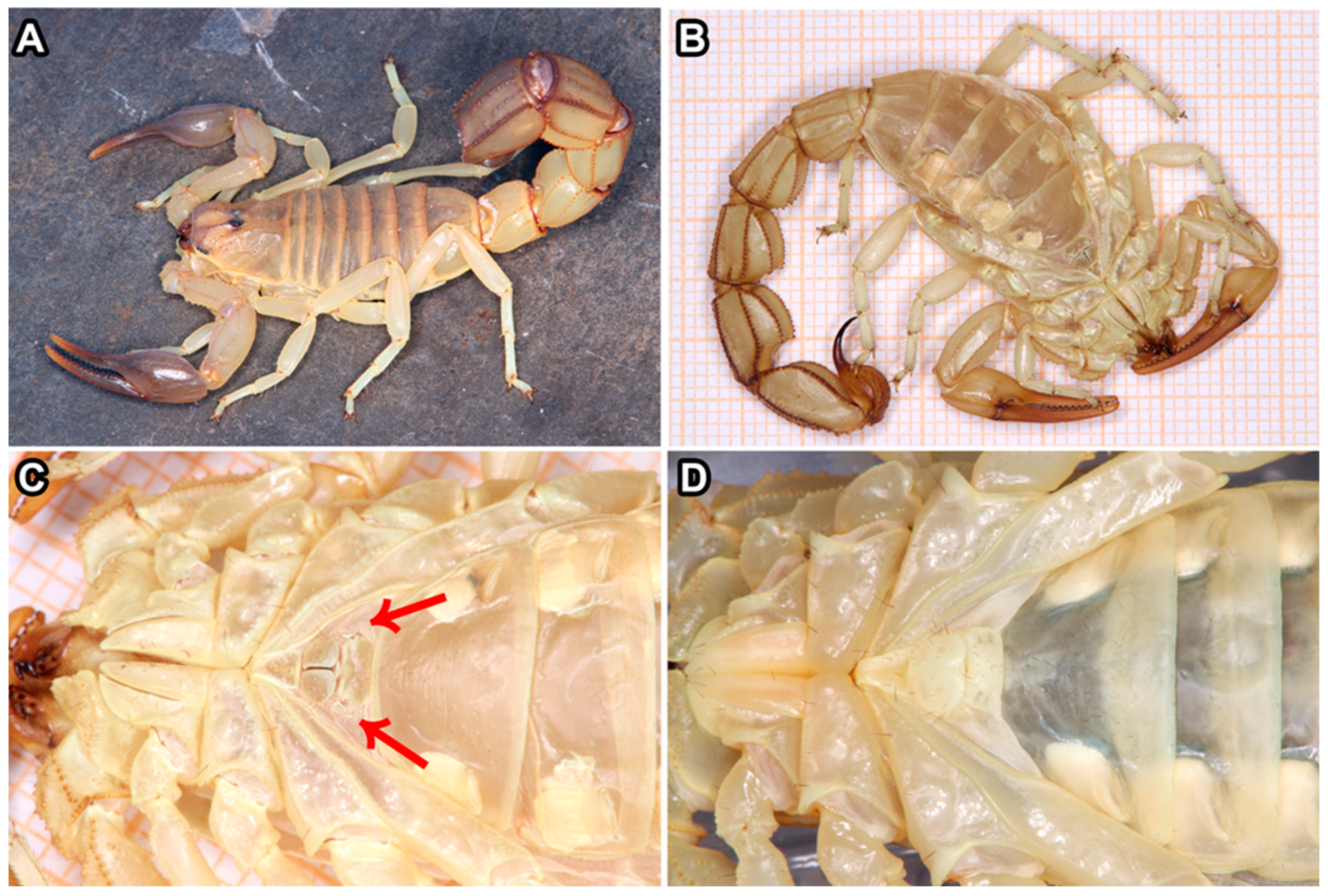 Arthropoda 02 00017 g002