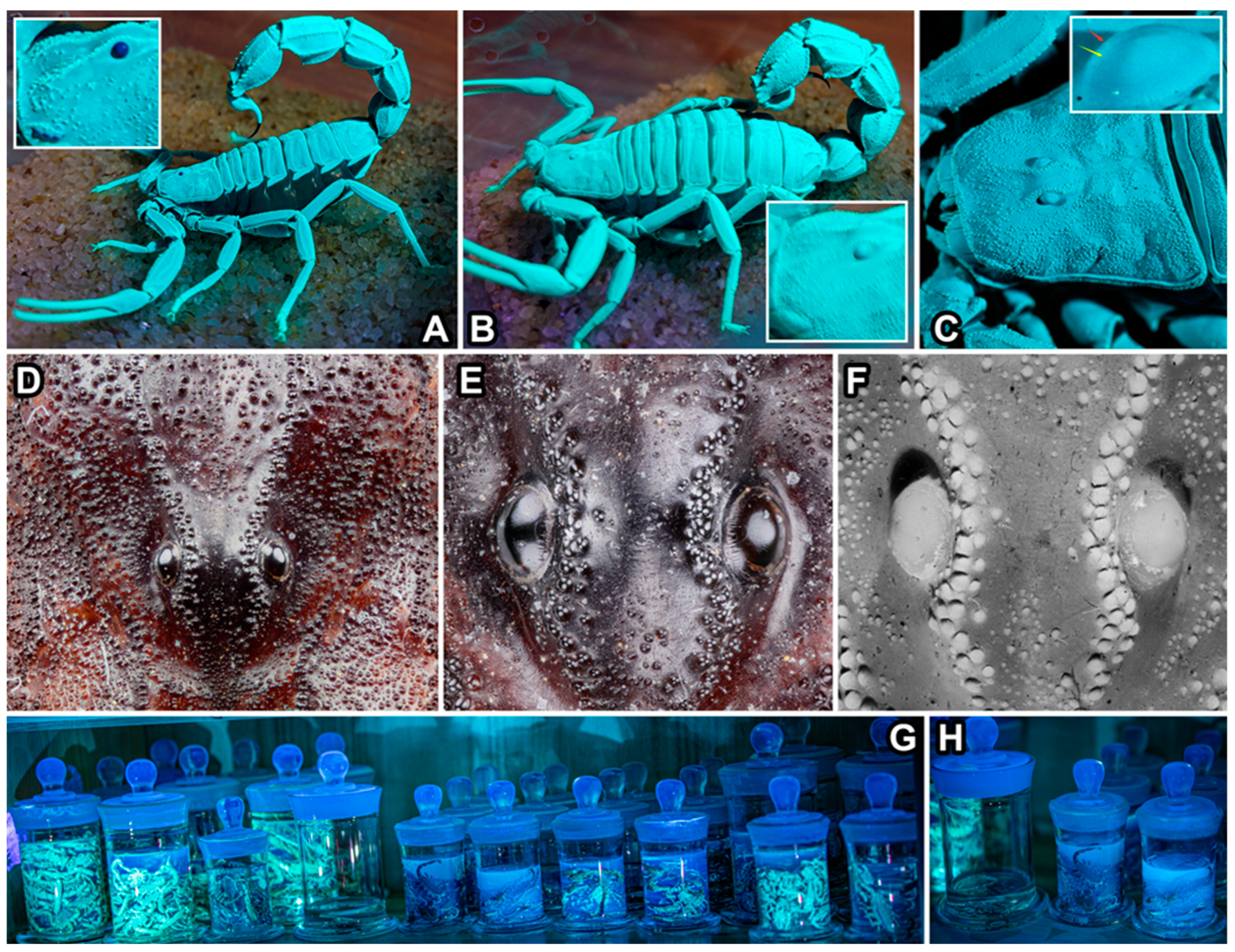Arthropoda 02 00017 g003