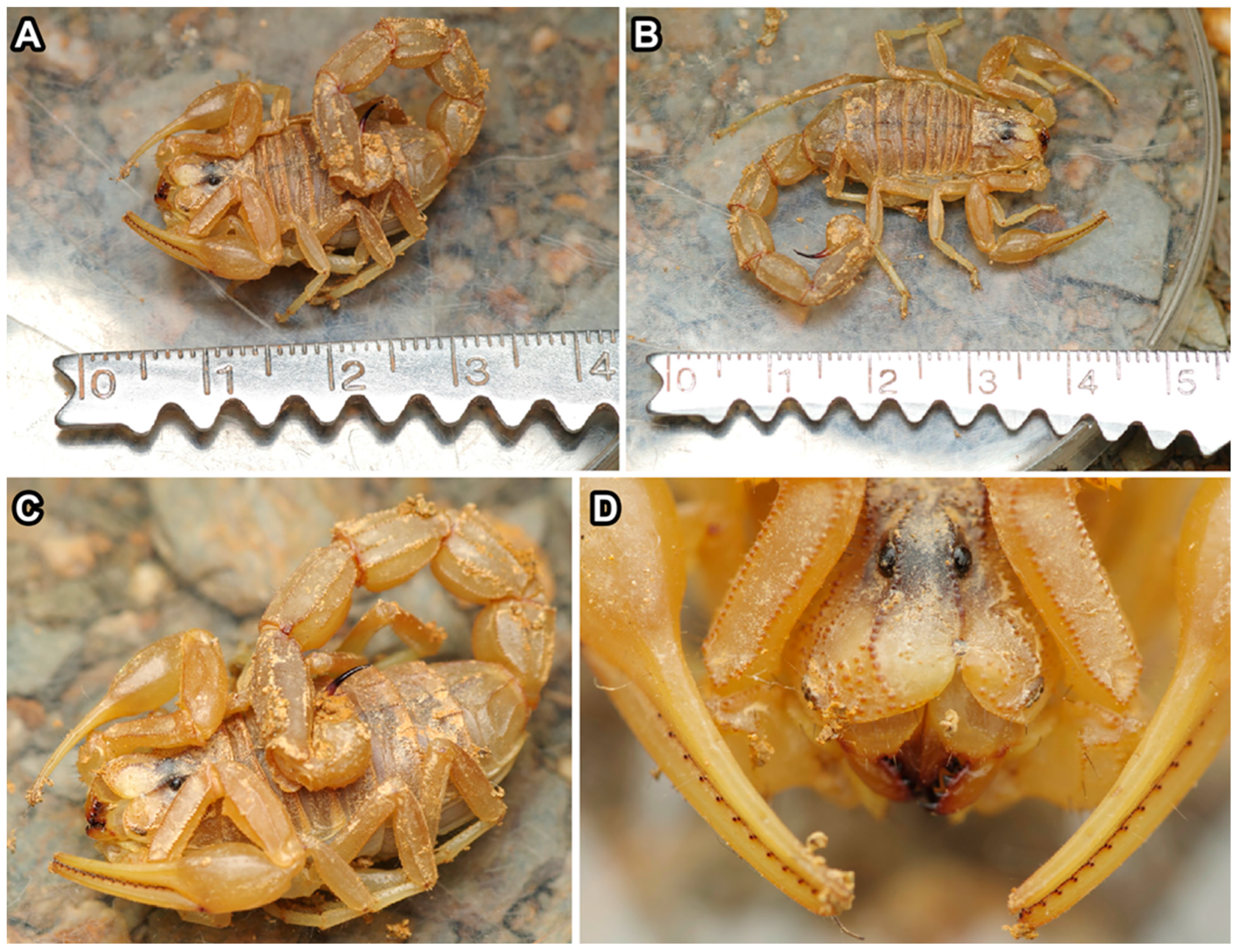 Arthropoda 02 00017 g004