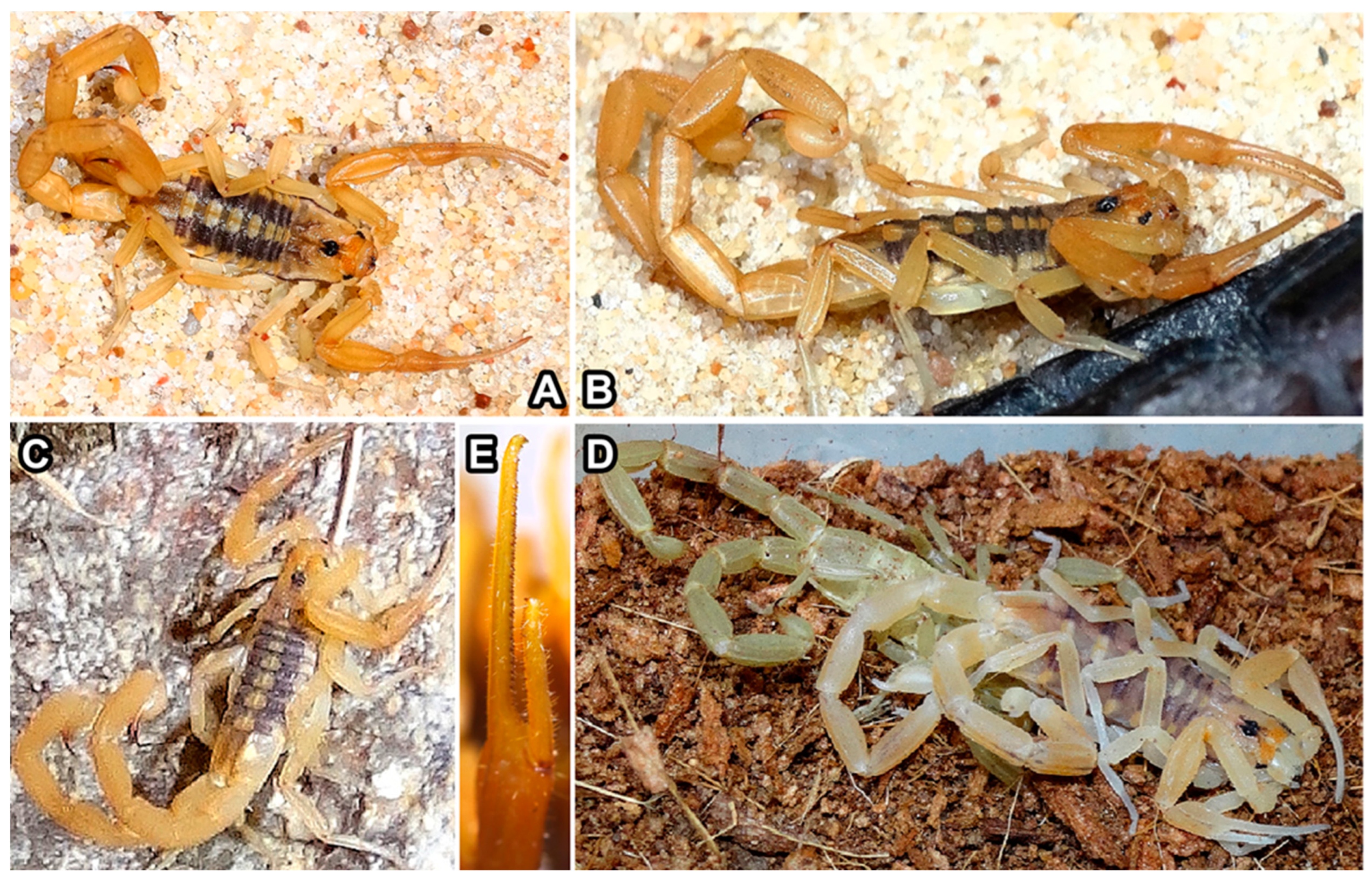 Arthropoda 02 00017 g005