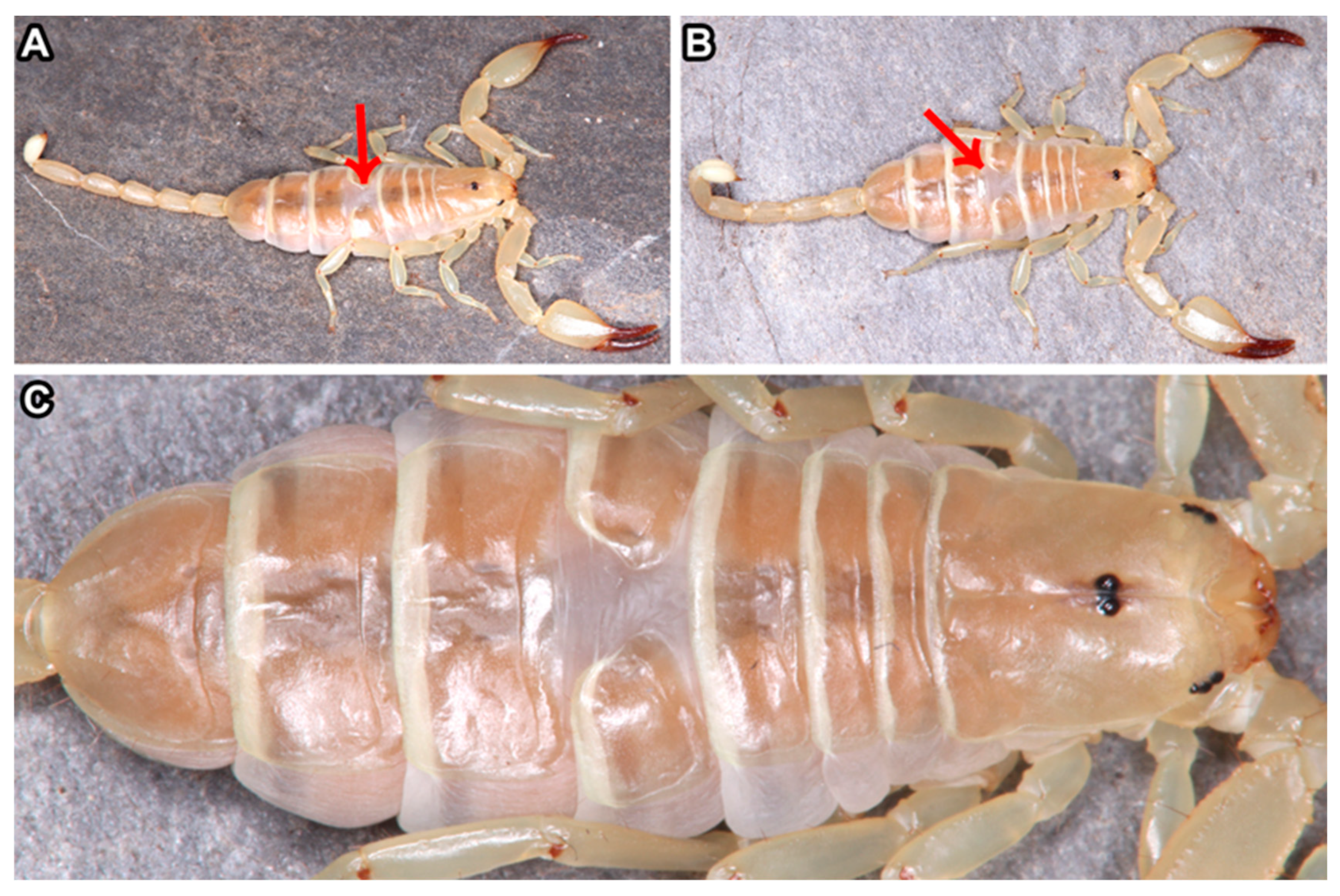 Arthropoda 02 00017 g006