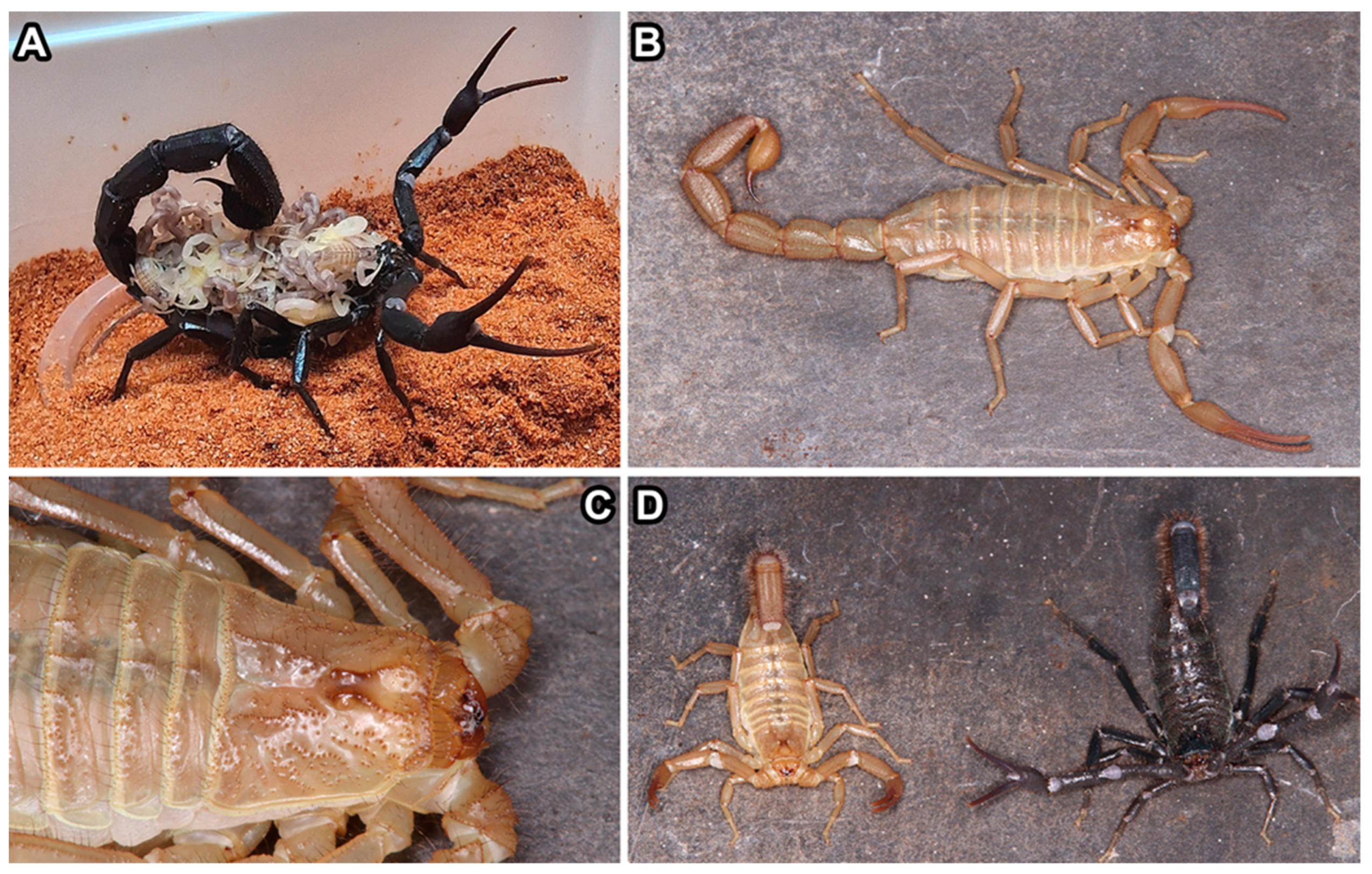 Arthropoda 02 00017 g008