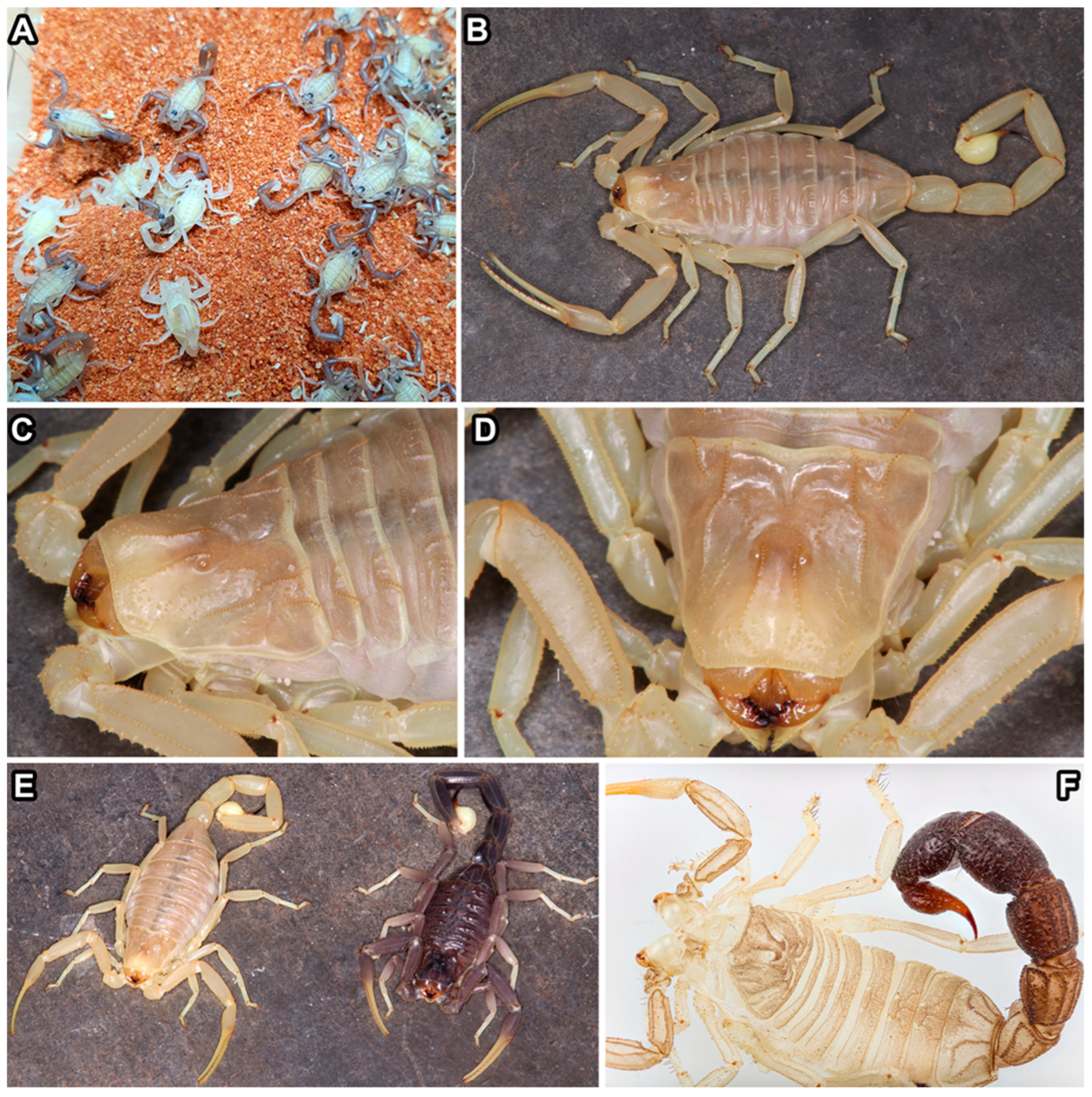 Arthropoda 02 00017 g009