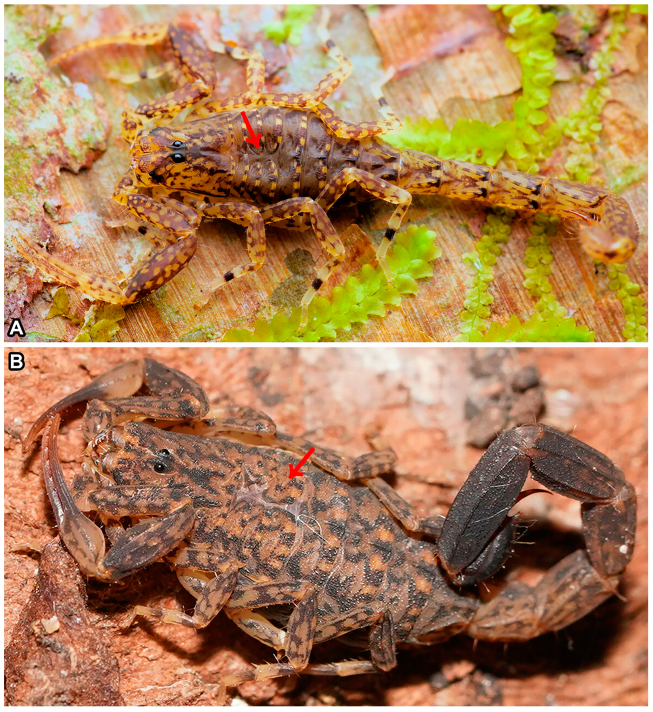 Arthropoda 02 00017 g010