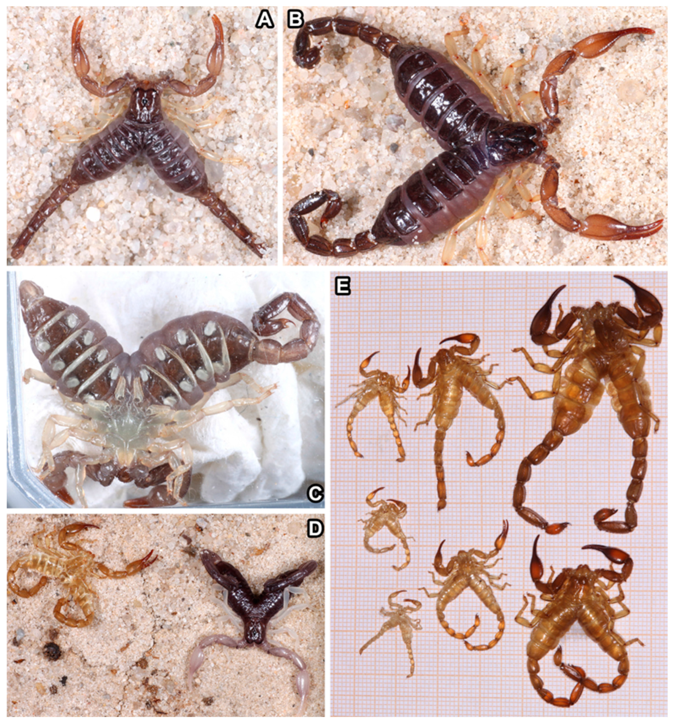 Arthropoda 02 00017 g011