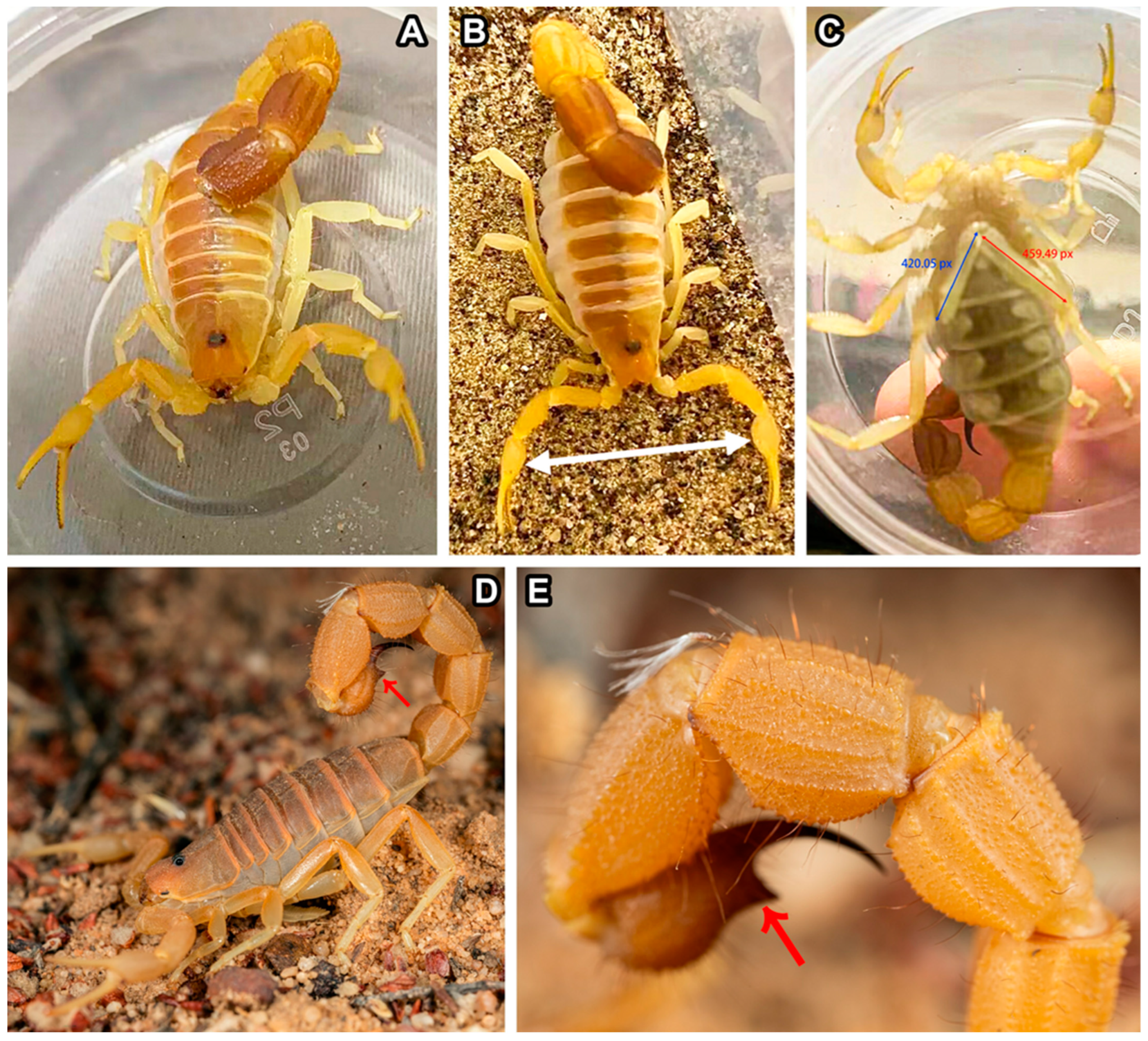 Arthropoda 02 00017 g012