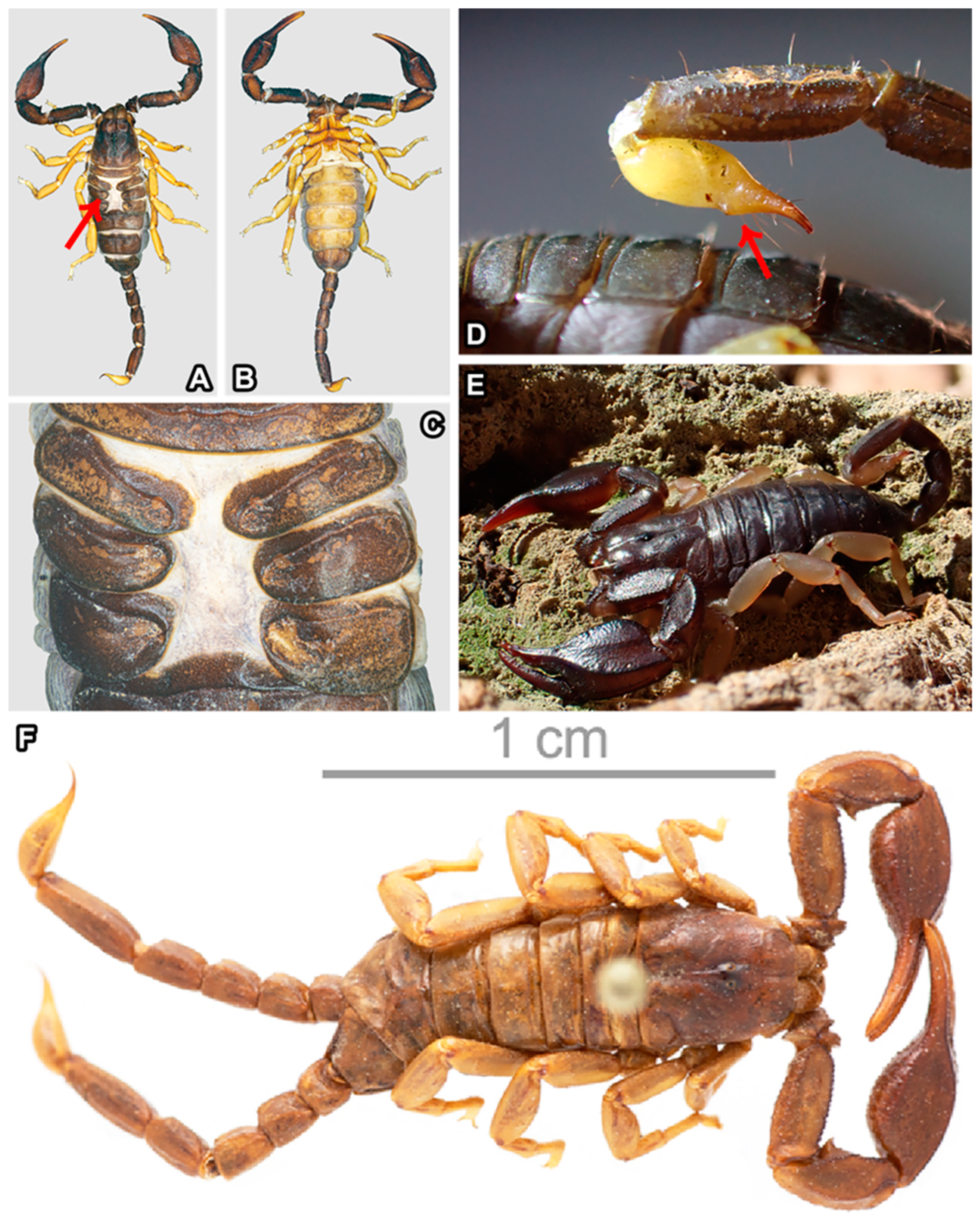 Arthropoda 02 00017 g014