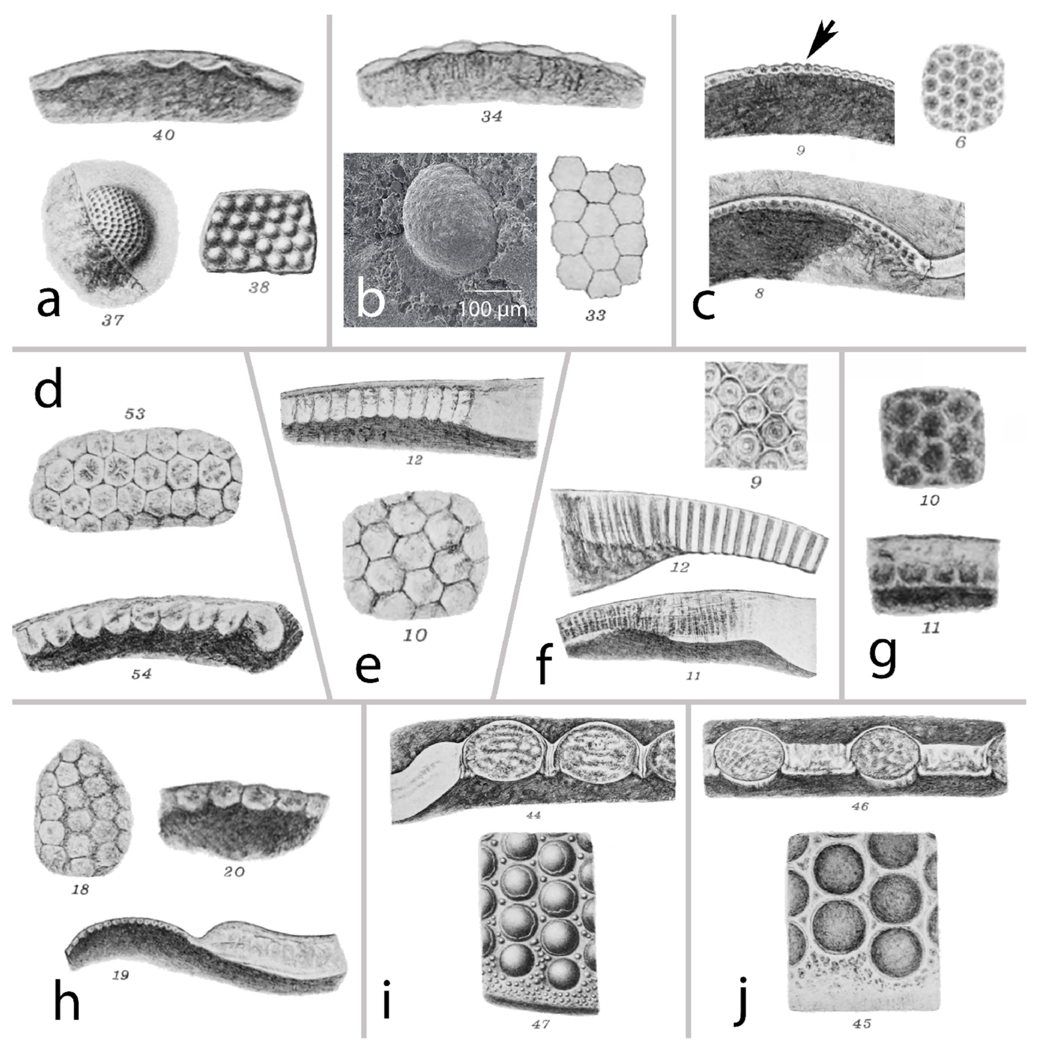 Arthropoda 03 00003 g001