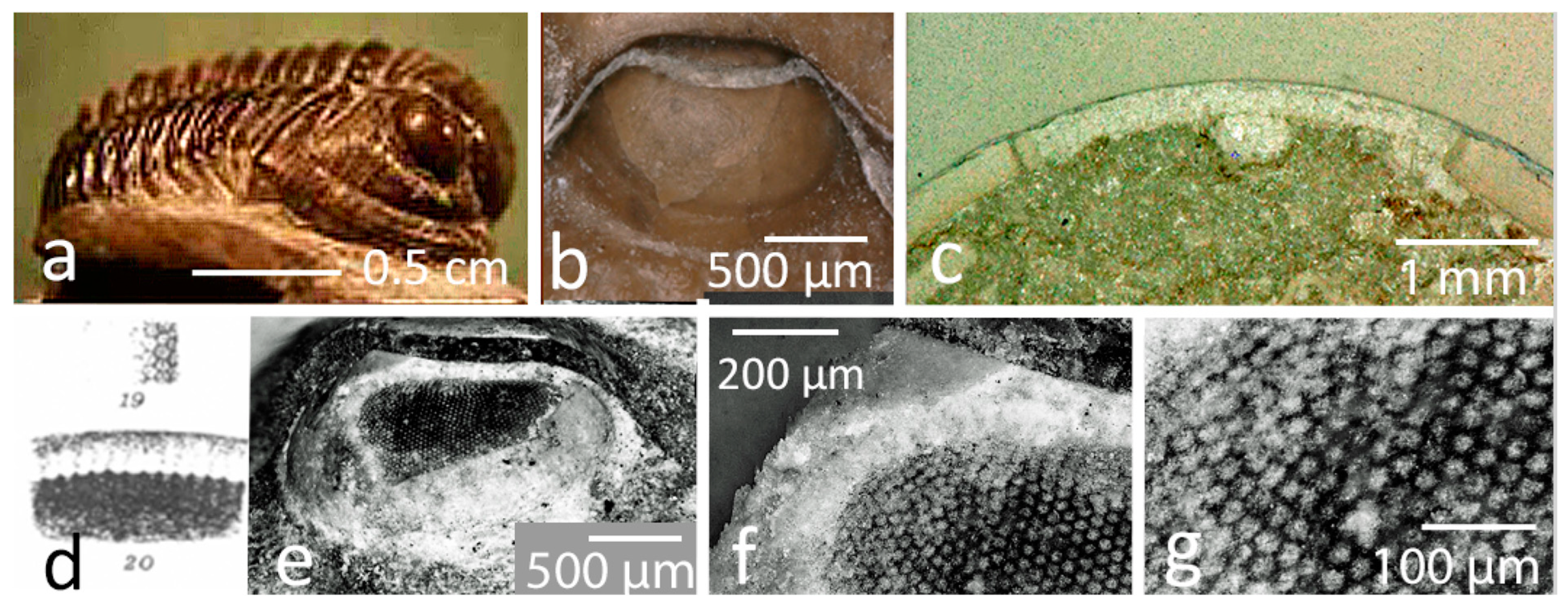 Arthropoda 03 00003 g003