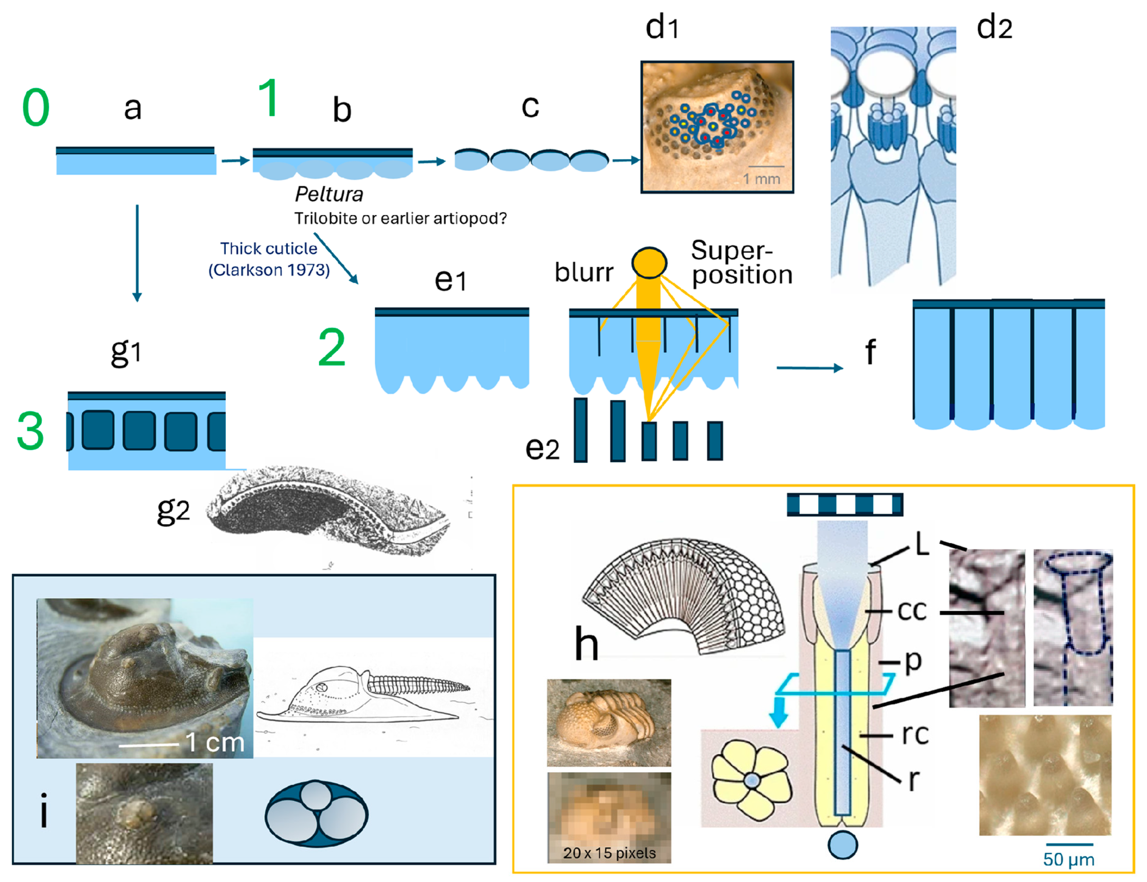 Arthropoda 03 00003 g005