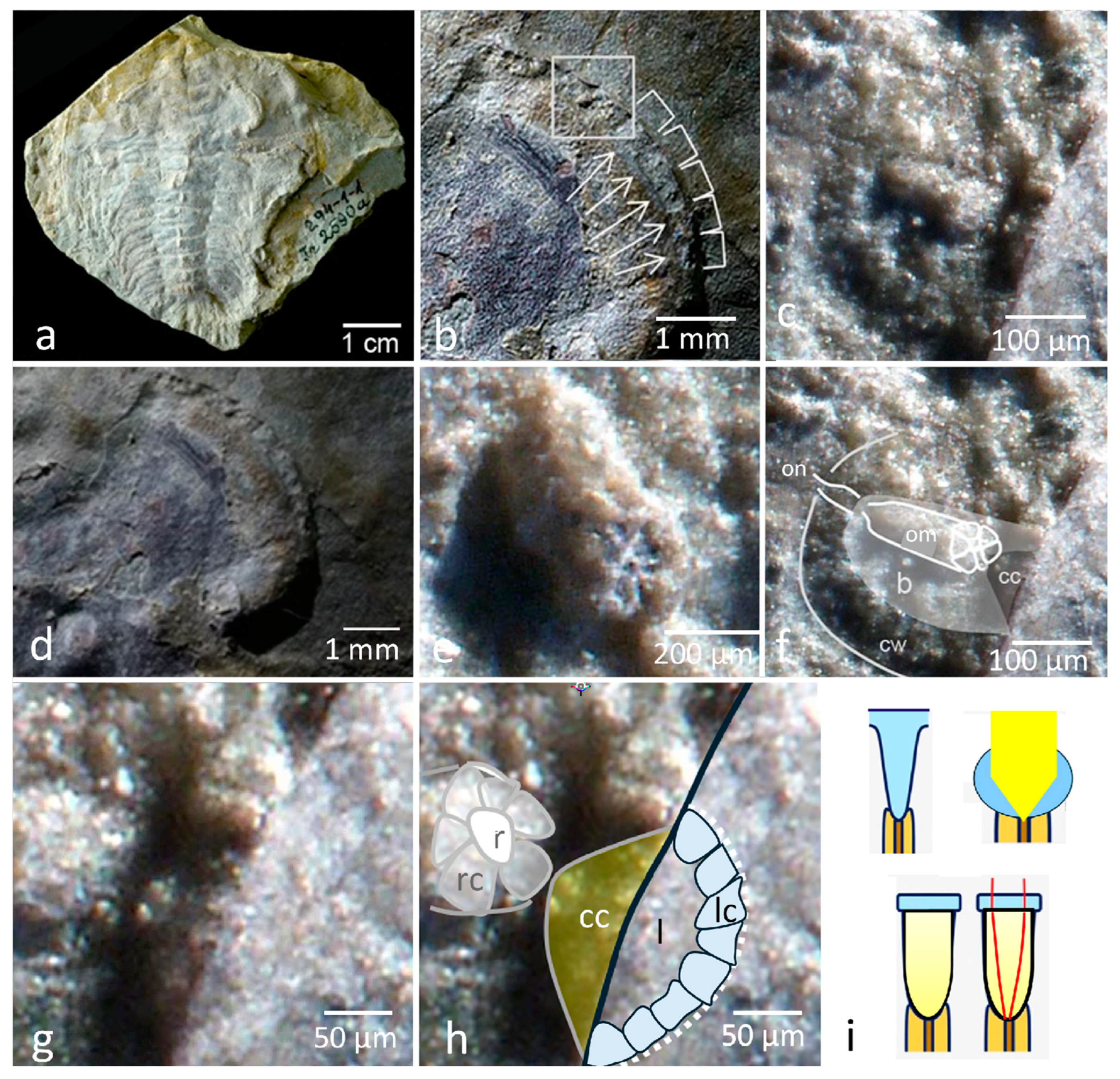 Arthropoda 03 00003 g006