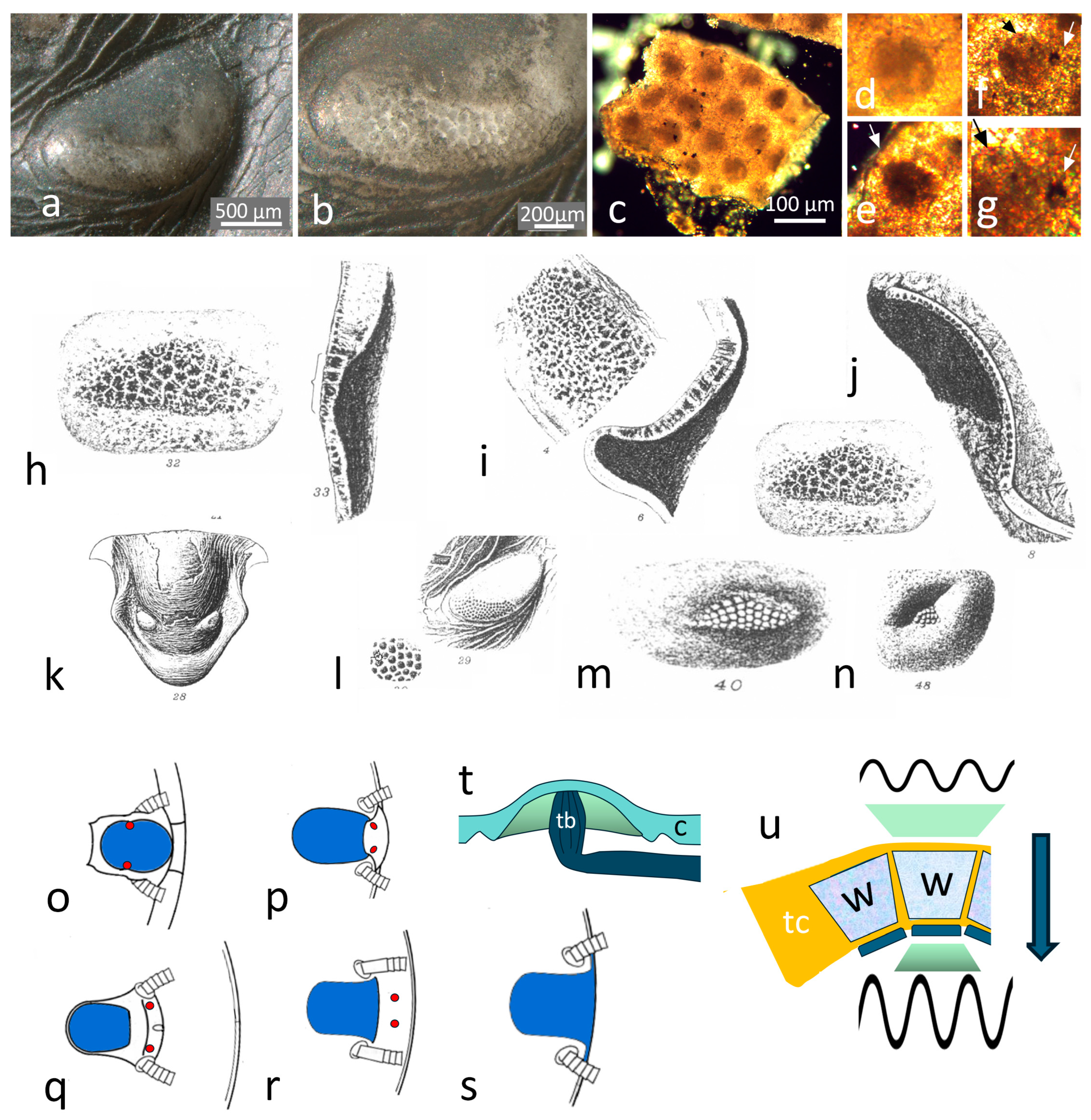 Arthropoda 03 00003 g007